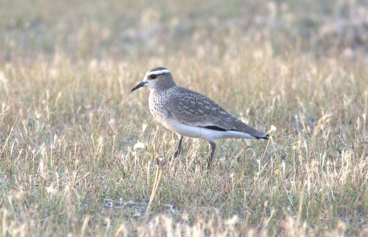 Sürmeli Kızkuşu » Sociable Lapwing » Vanellus gregarius