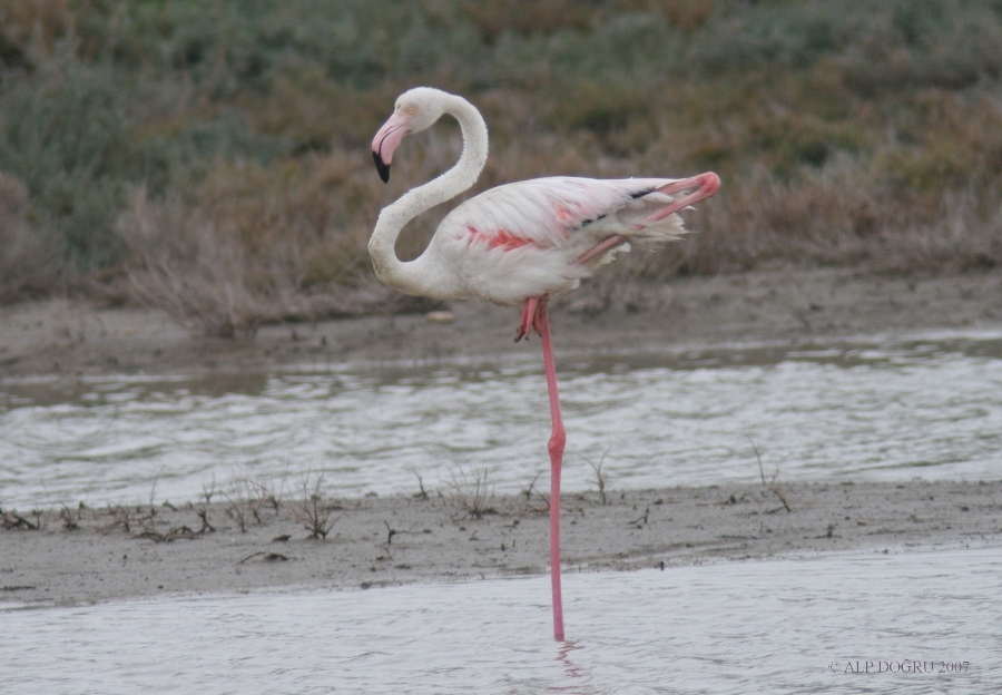 Flamingo