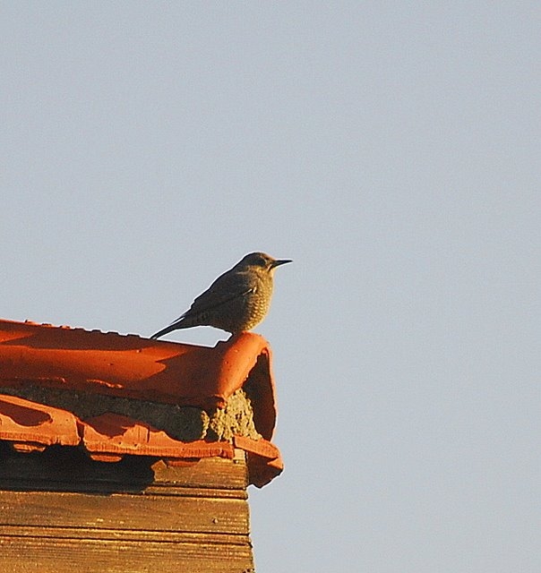 Gökardıç