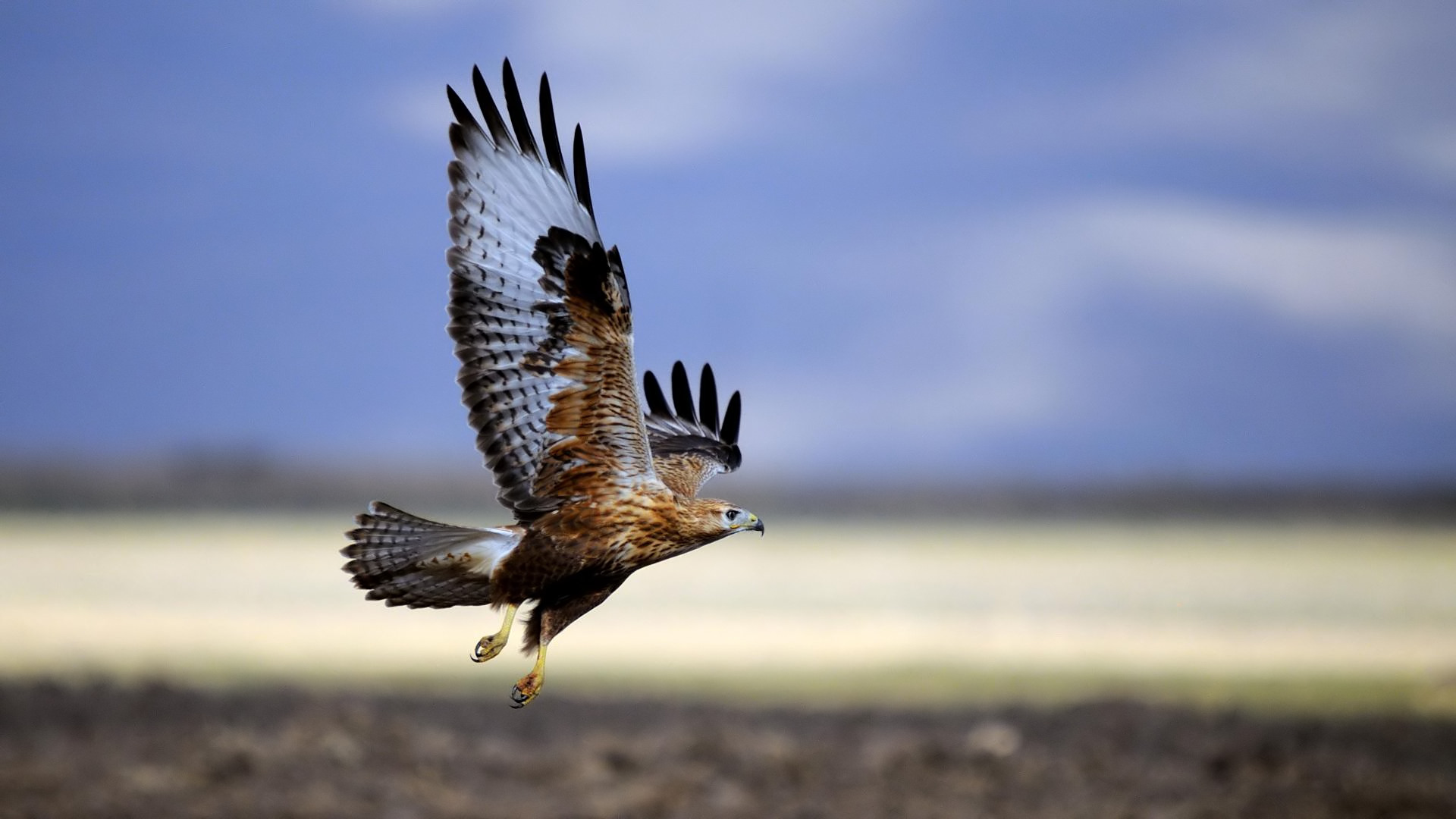 Kızıl şahin » Long-legged Buzzard » Buteo rufinus