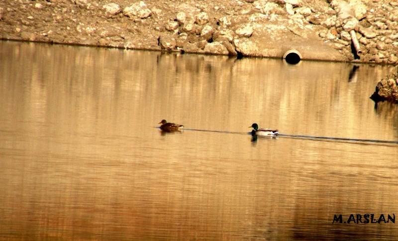 Yeşilbaş