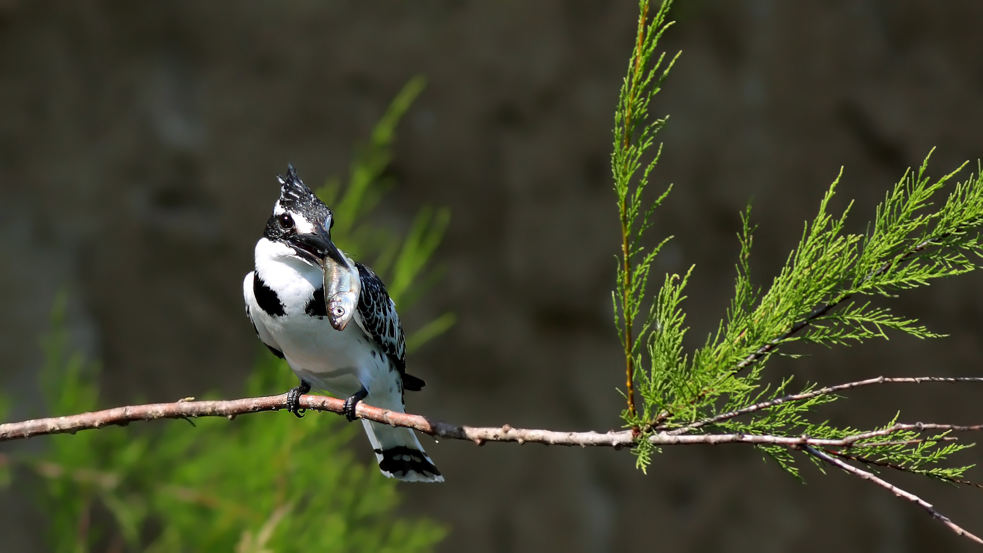 Alaca yalıçapkını » Pied Kingfisher » Ceryle rudis