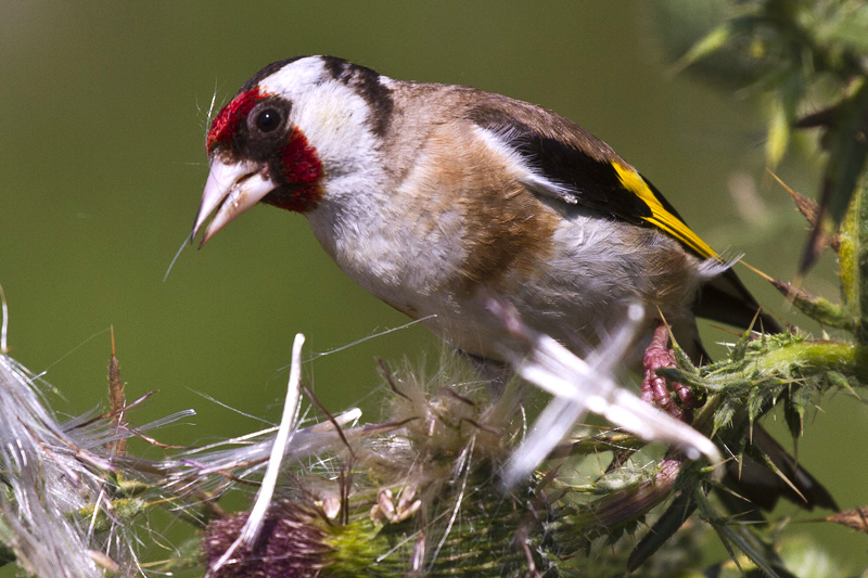 European Goldfinch
