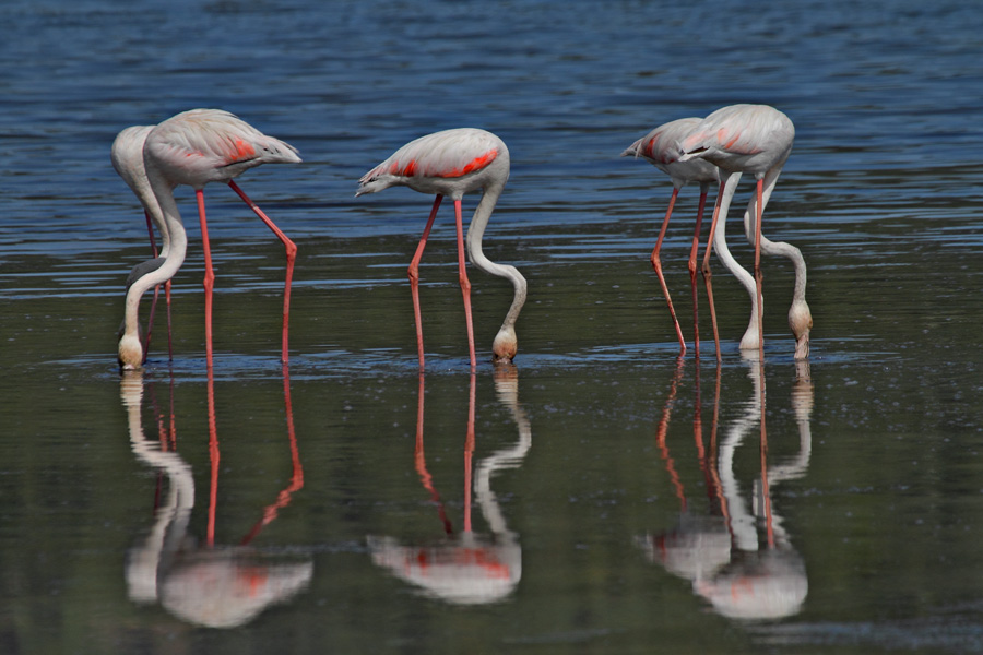 Flamingo