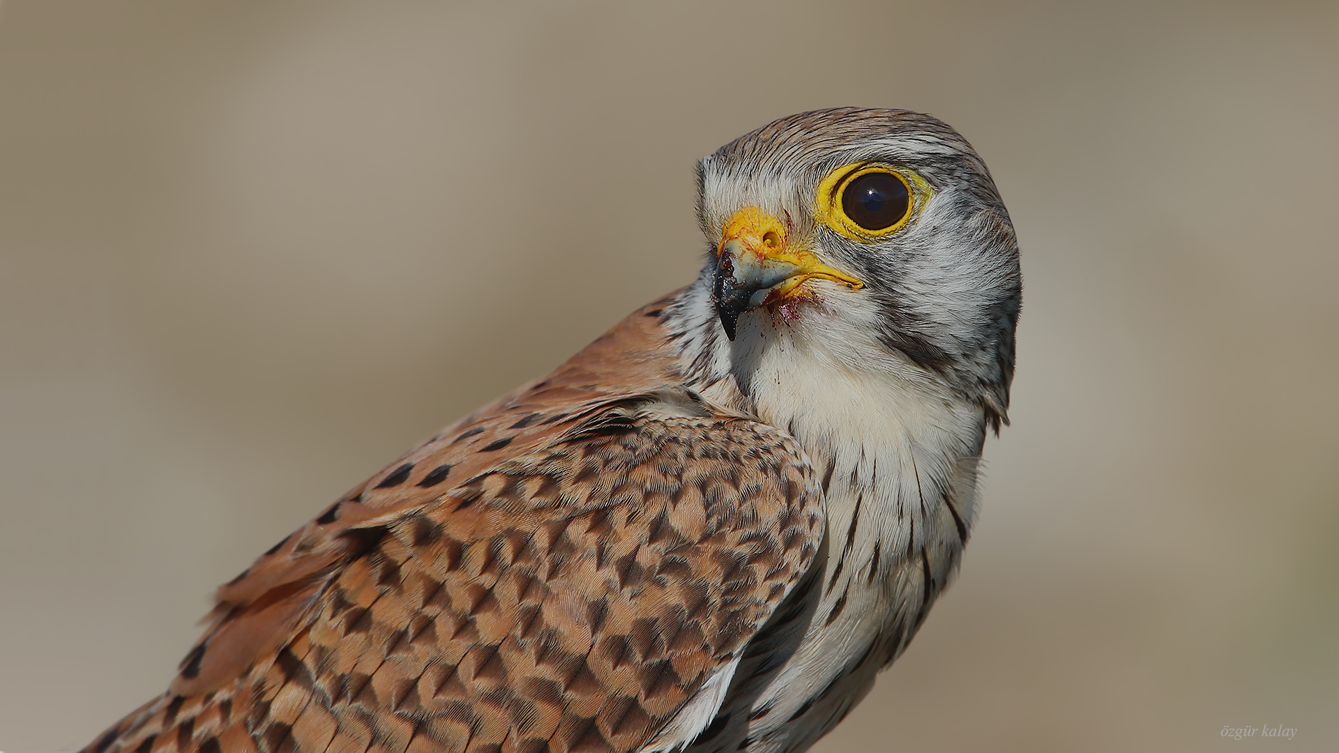 Kerkenez » Common Kestrel » Falco tinnunculus