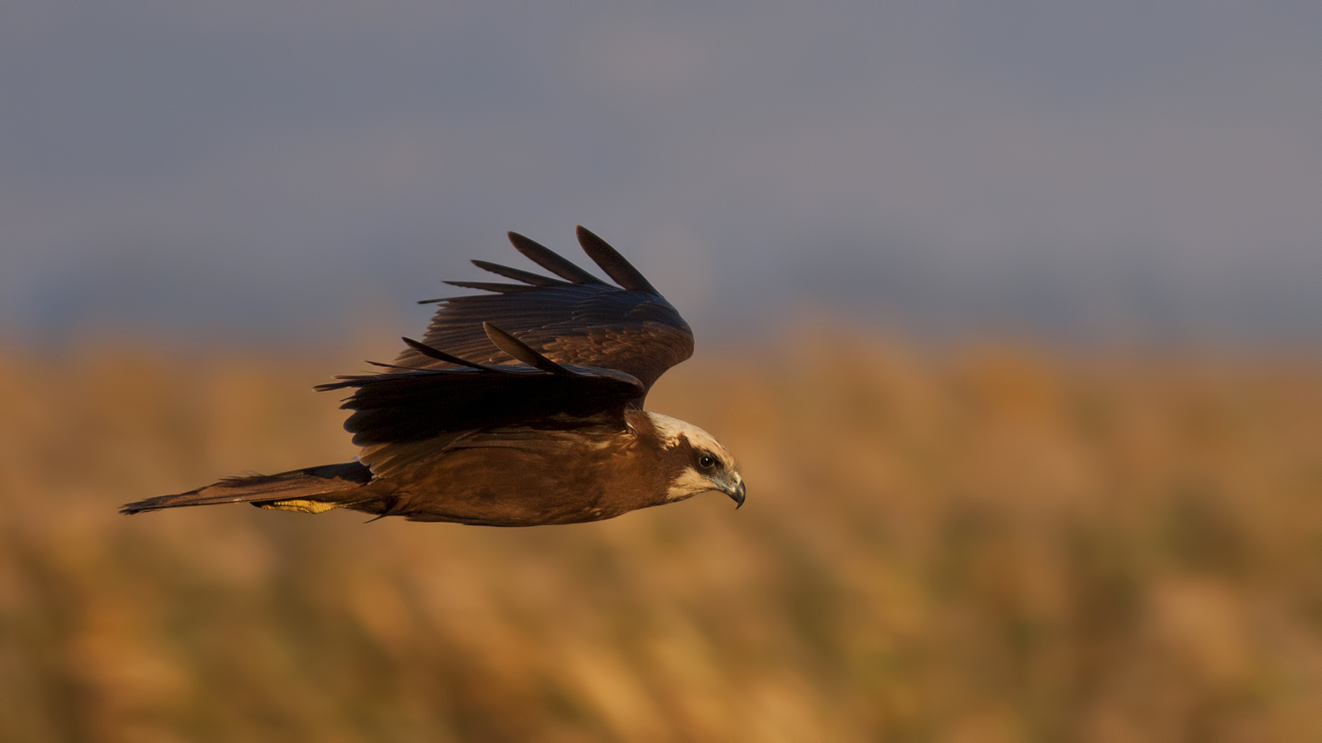 Saz delicesi » Western Marsh Harrier » Circus aeruginosus