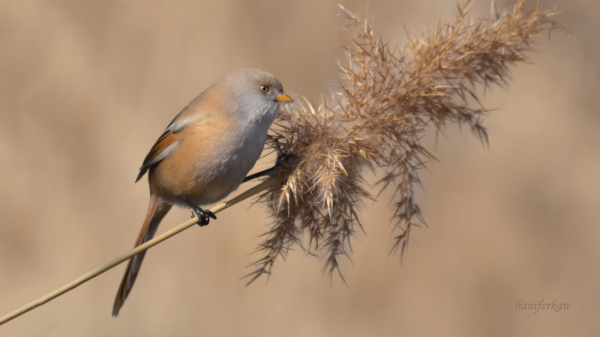 Bıyıklı baştankara » Bearded Reedling » Panurus biarmicus