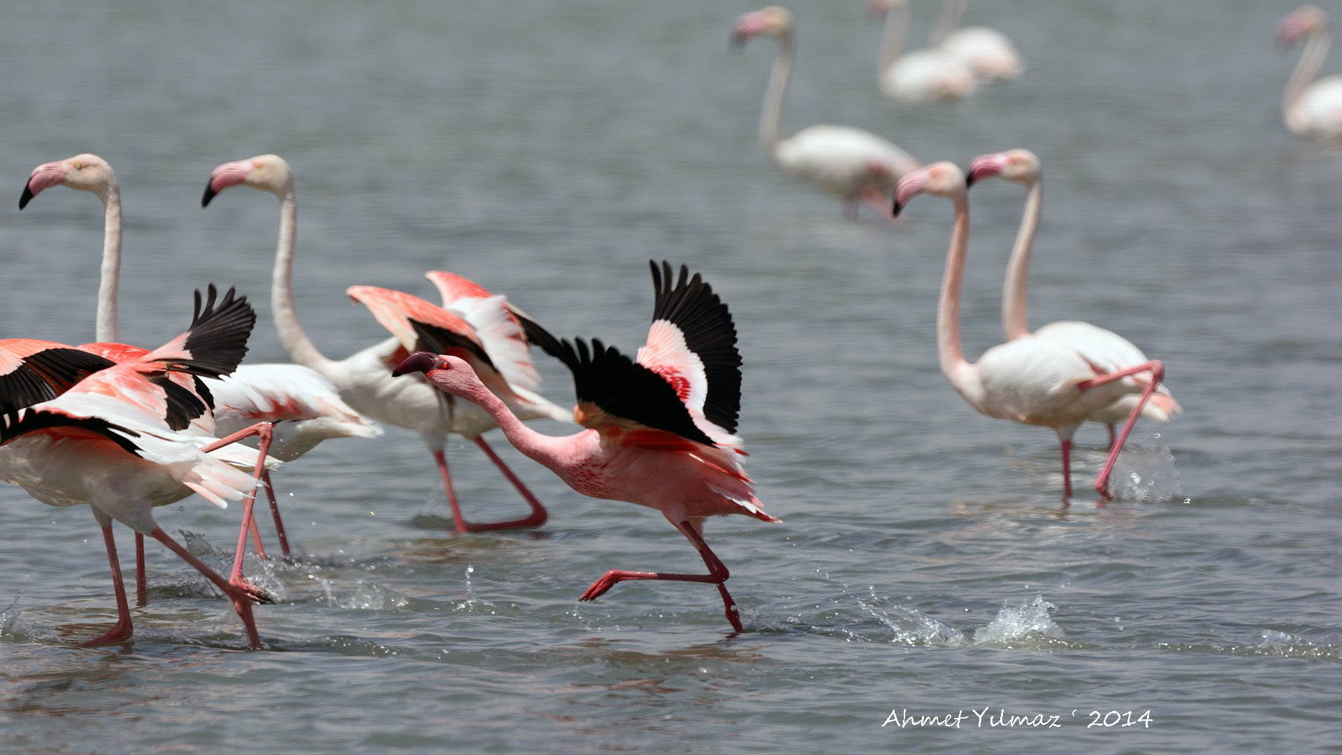 Küçük flamingo » Lesser Flamingo » Phoeniconaias minor