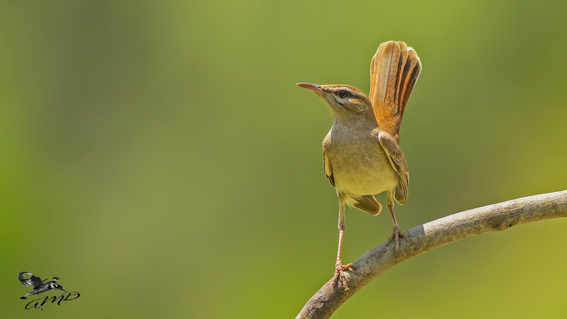 Çalıbülbülü » Rufous-tailed Scrub Robin » Cercotrichas galactotes