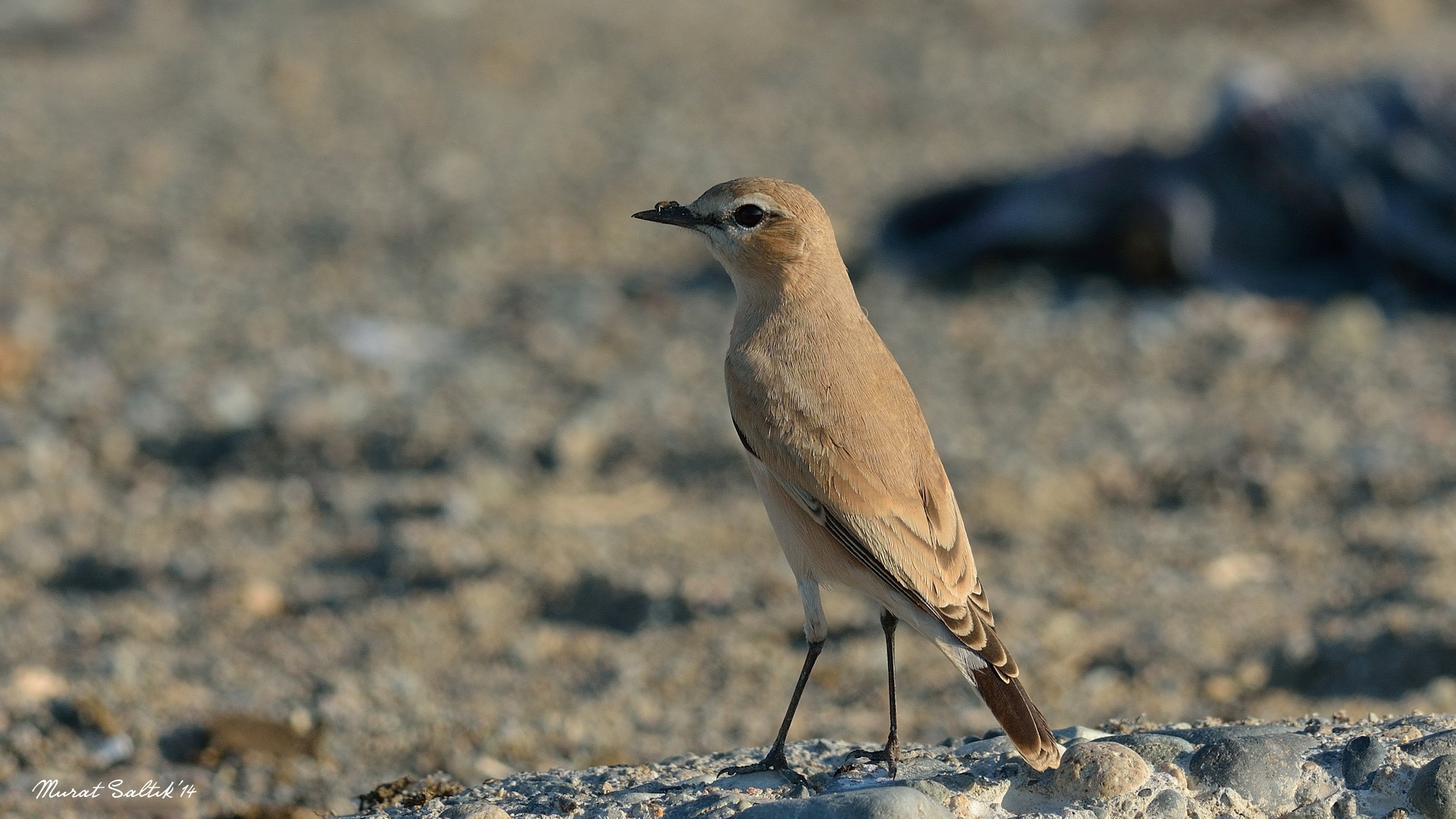 Boz kuyrukkakan