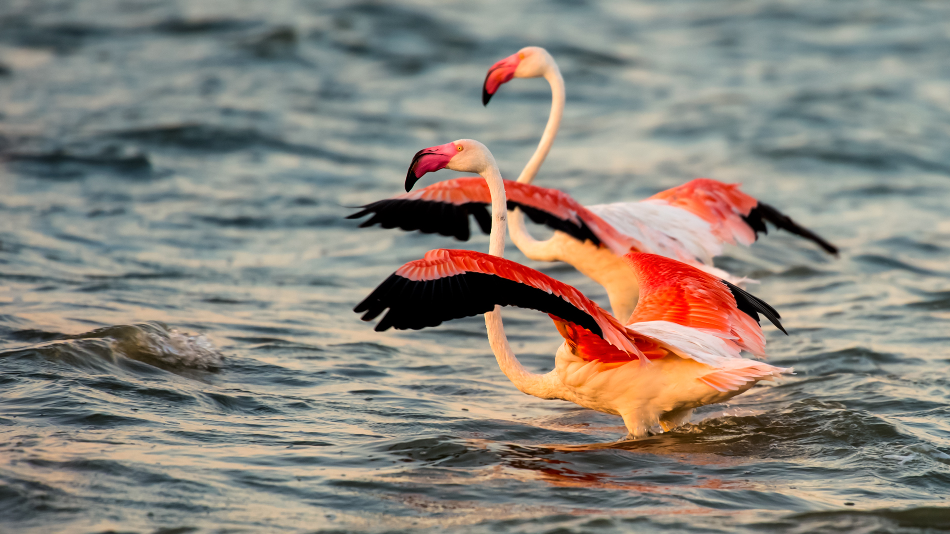 Flamingo » Greater Flamingo » Phoenicopterus roseus