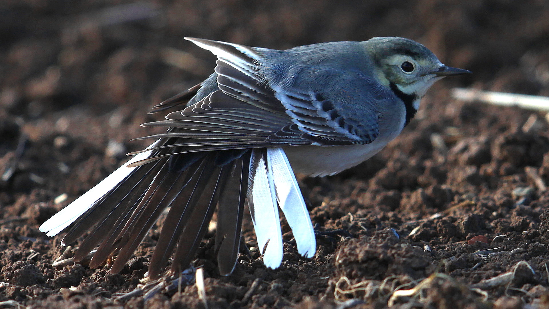 Ak kuyruksallayan » White Wagtail » Motacilla alba