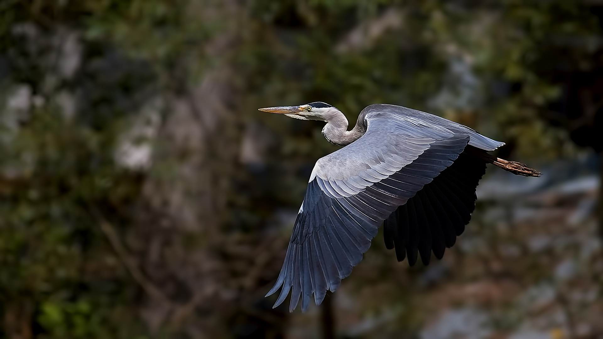 Gri balıkçıl » Grey Heron » Ardea cinerea
