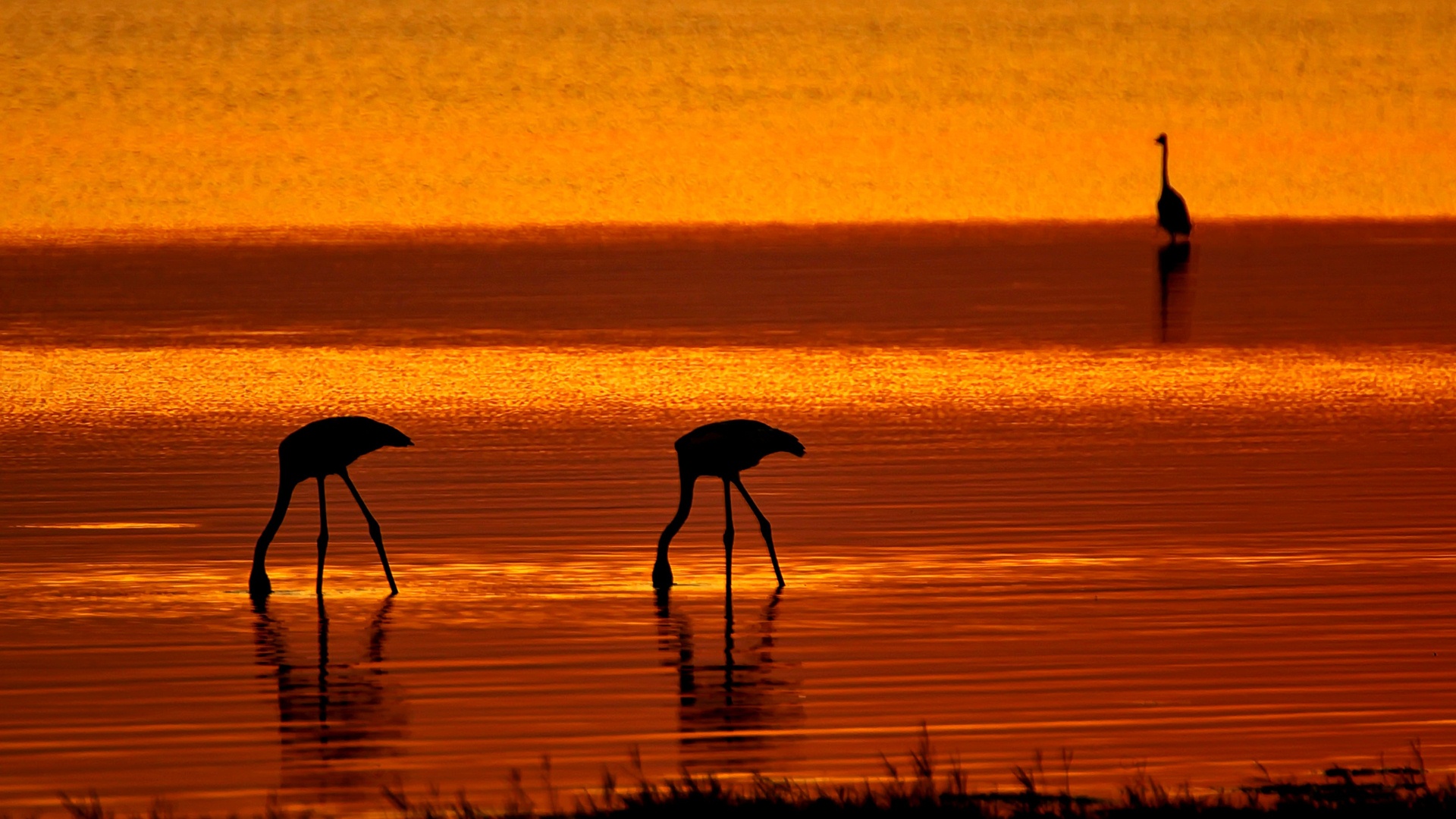 Flamingo