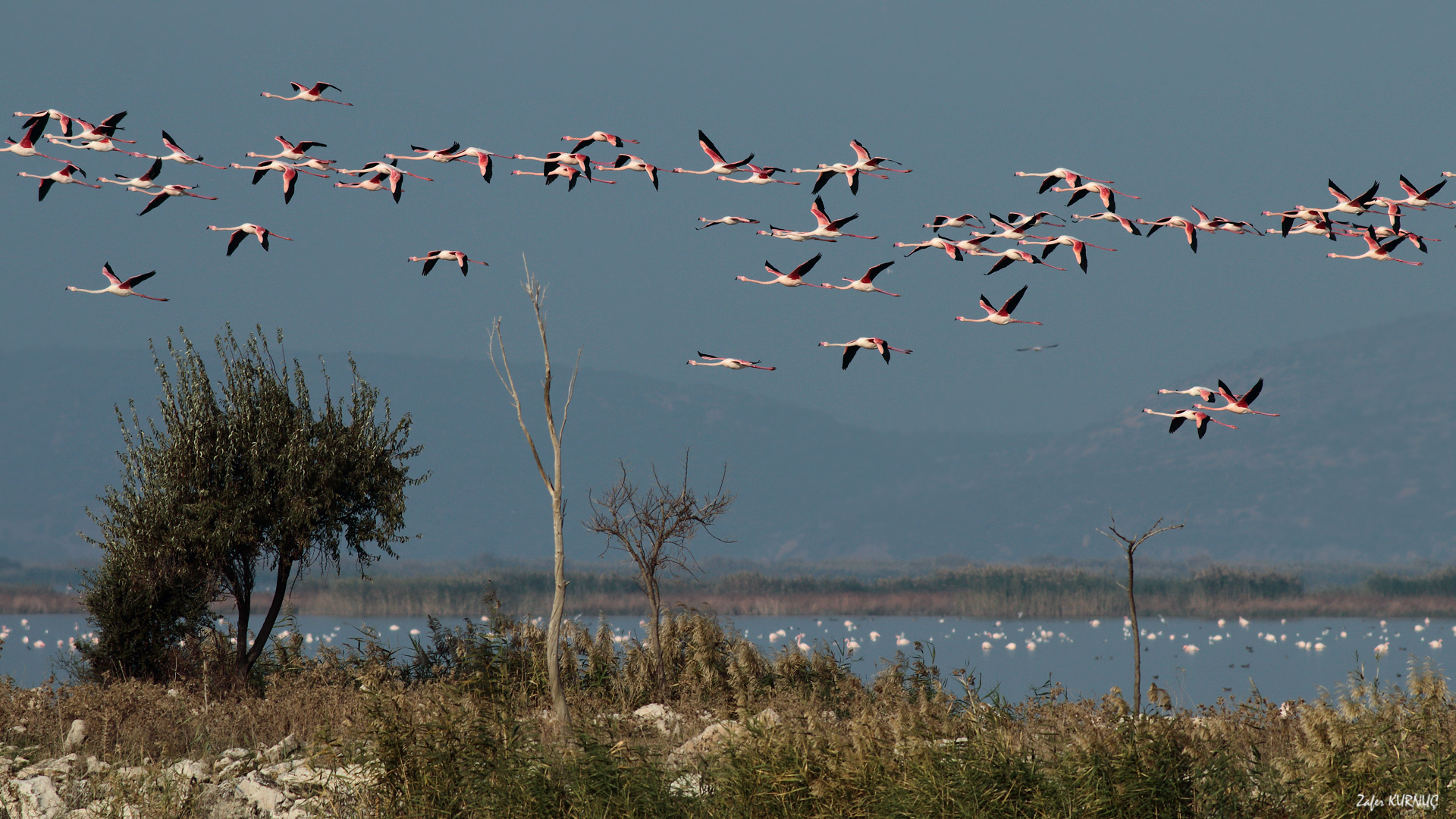 Flamingo