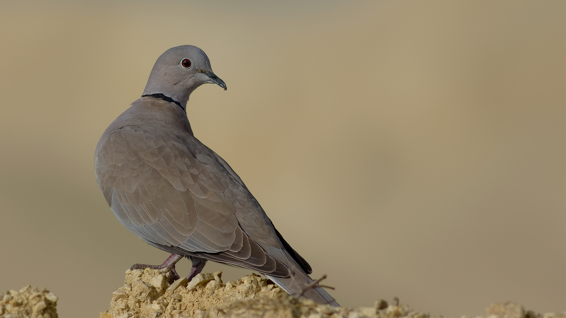 Kumru » Eurasian Collared Dove » Streptopelia decaocto