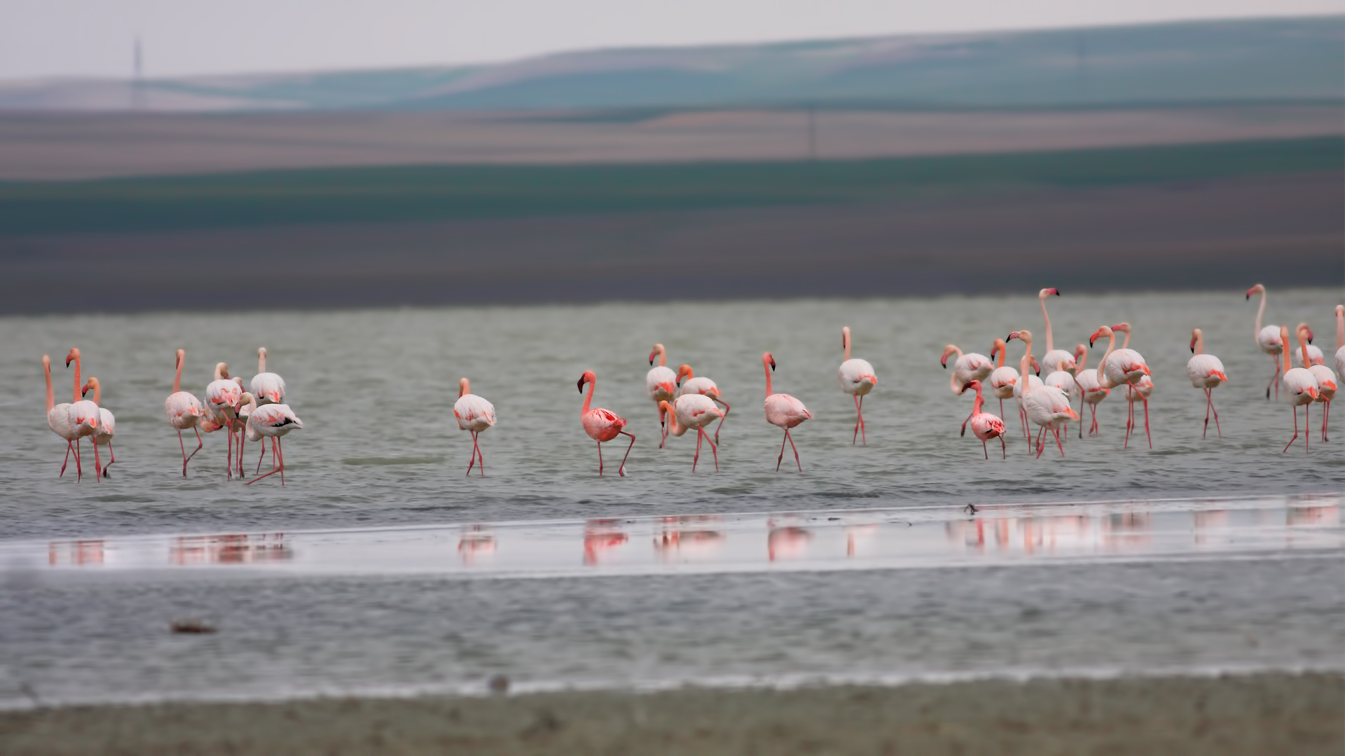 Küçük flamingo