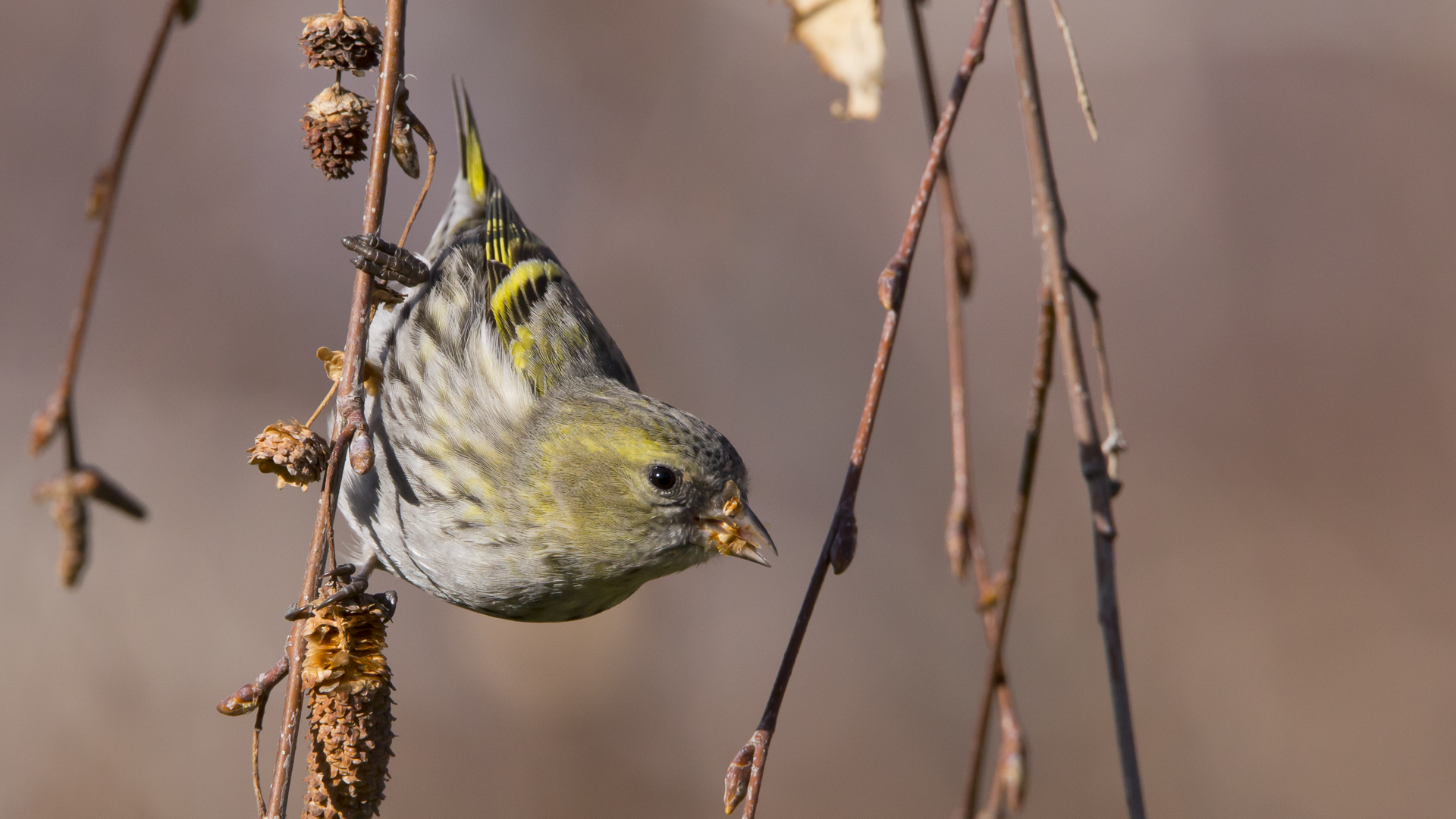 Karabaşlı iskete » Eurasian Siskin » Spinus spinus