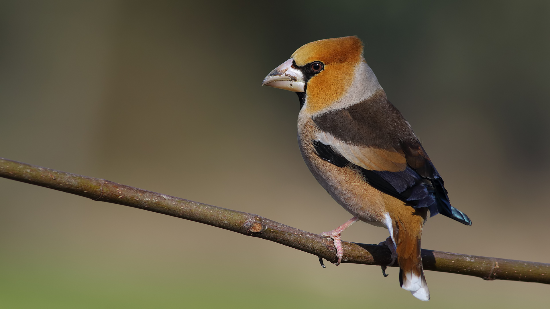 Kocabaş » Hawfinch » Coccothraustes coccothraustes