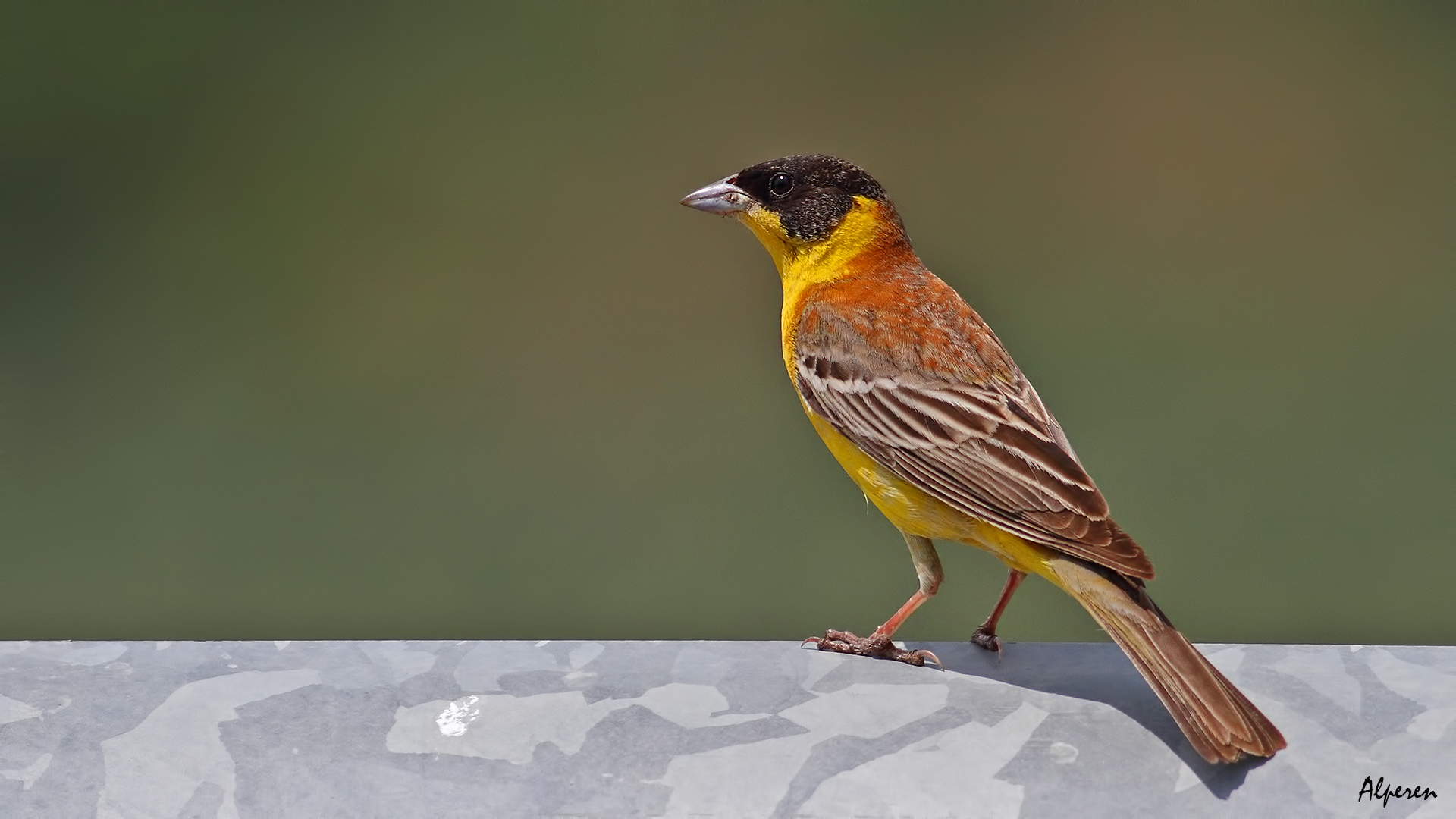 Karabaşlı kirazkuşu » Black-headed Bunting » Emberiza melanocephala