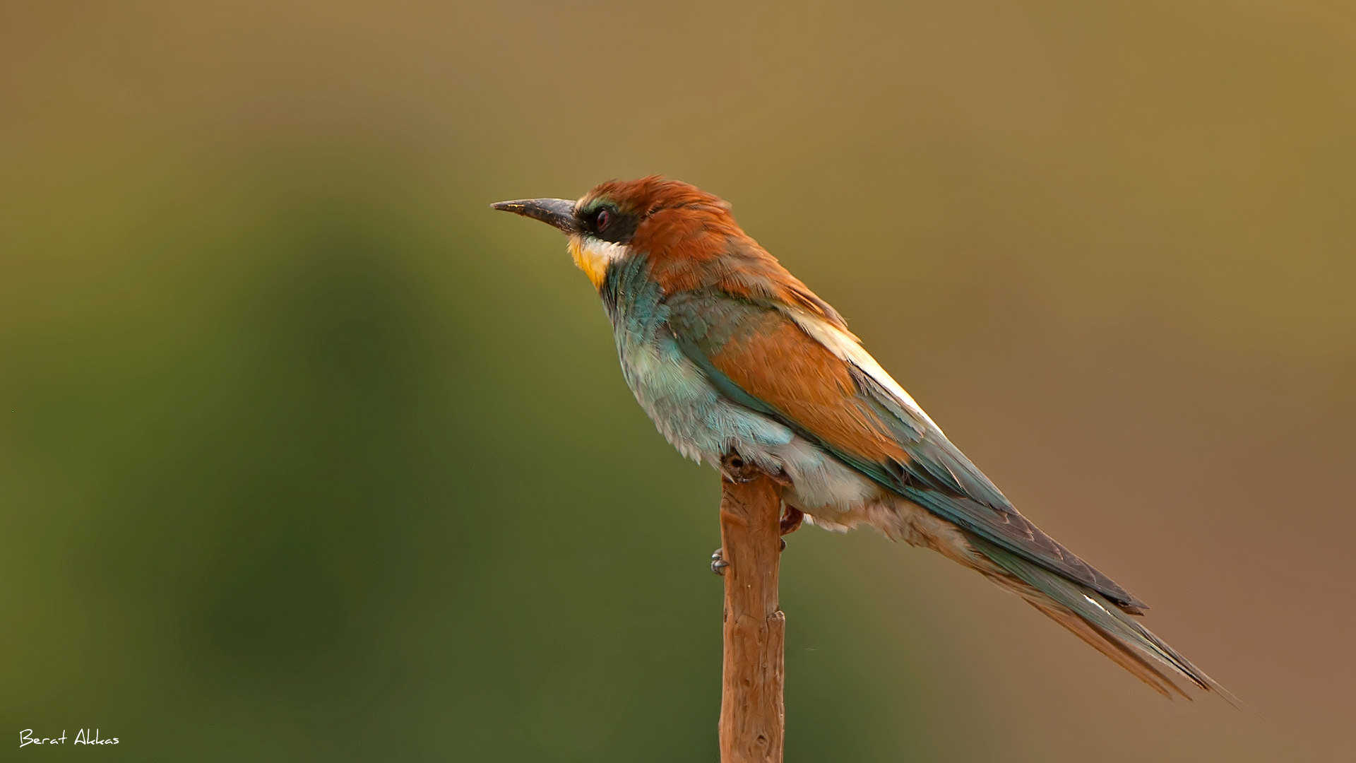 Arıkuşu » European Bee-eater » Merops apiaster