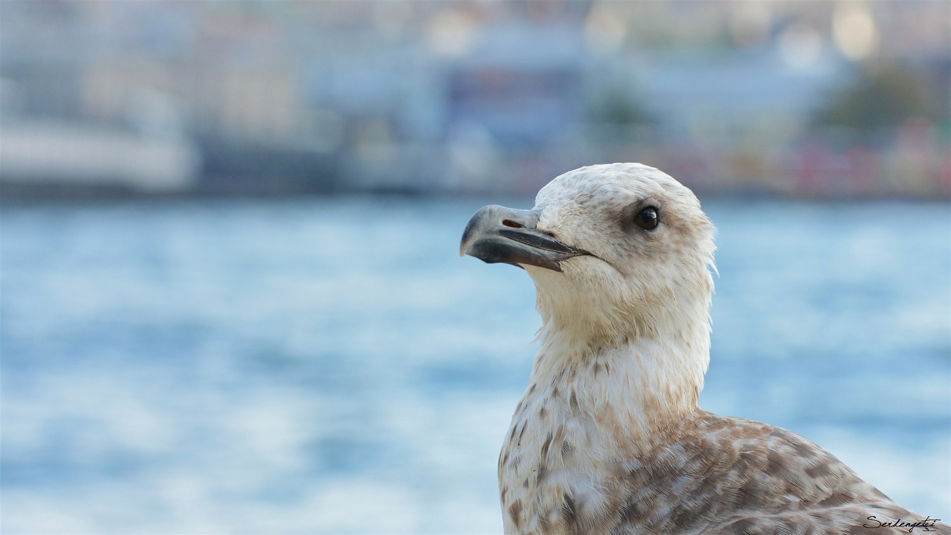 Gümüş martı