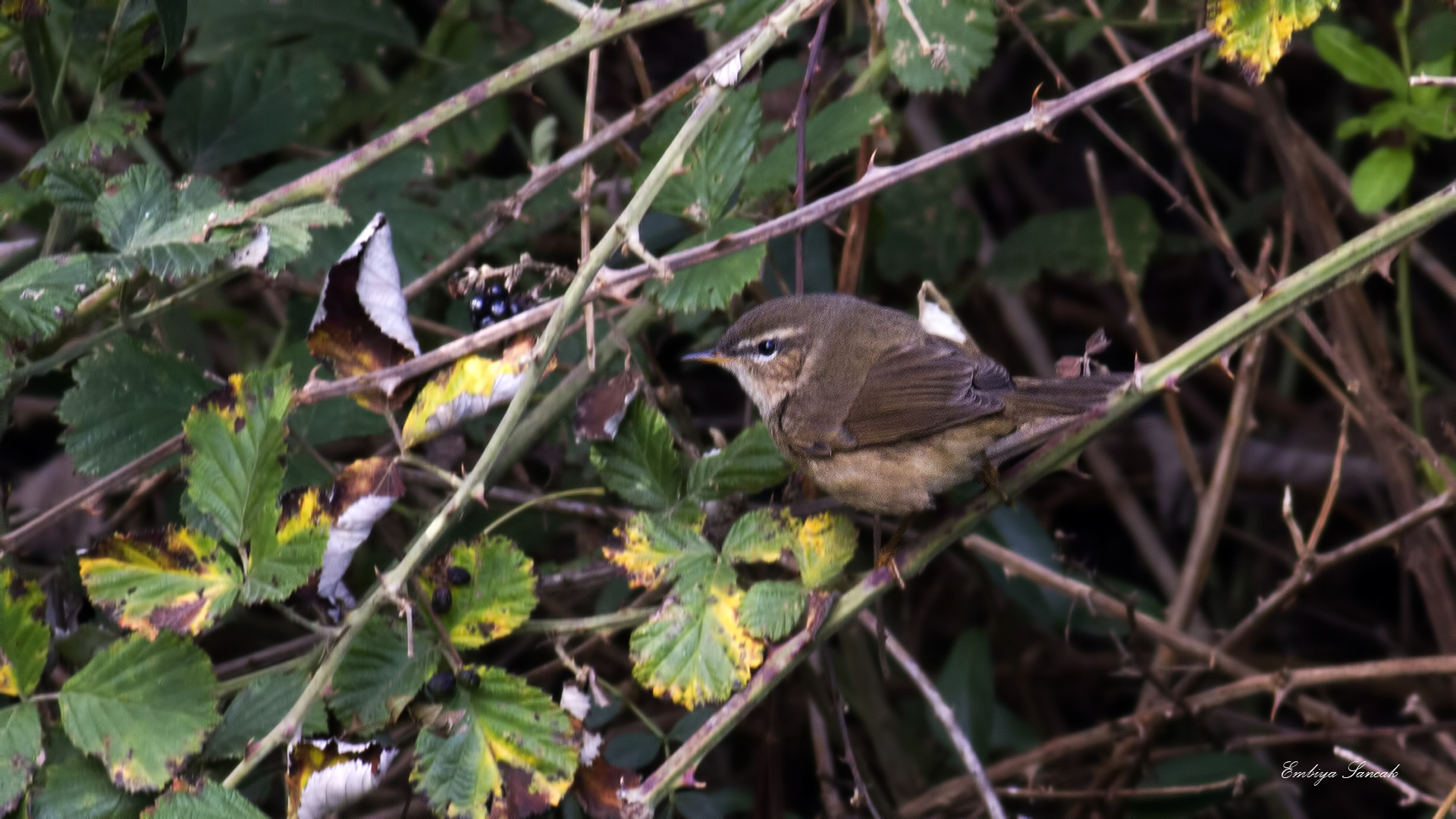 Esmer çıvgın » Dusky Warbler » Phylloscopus fuscatus