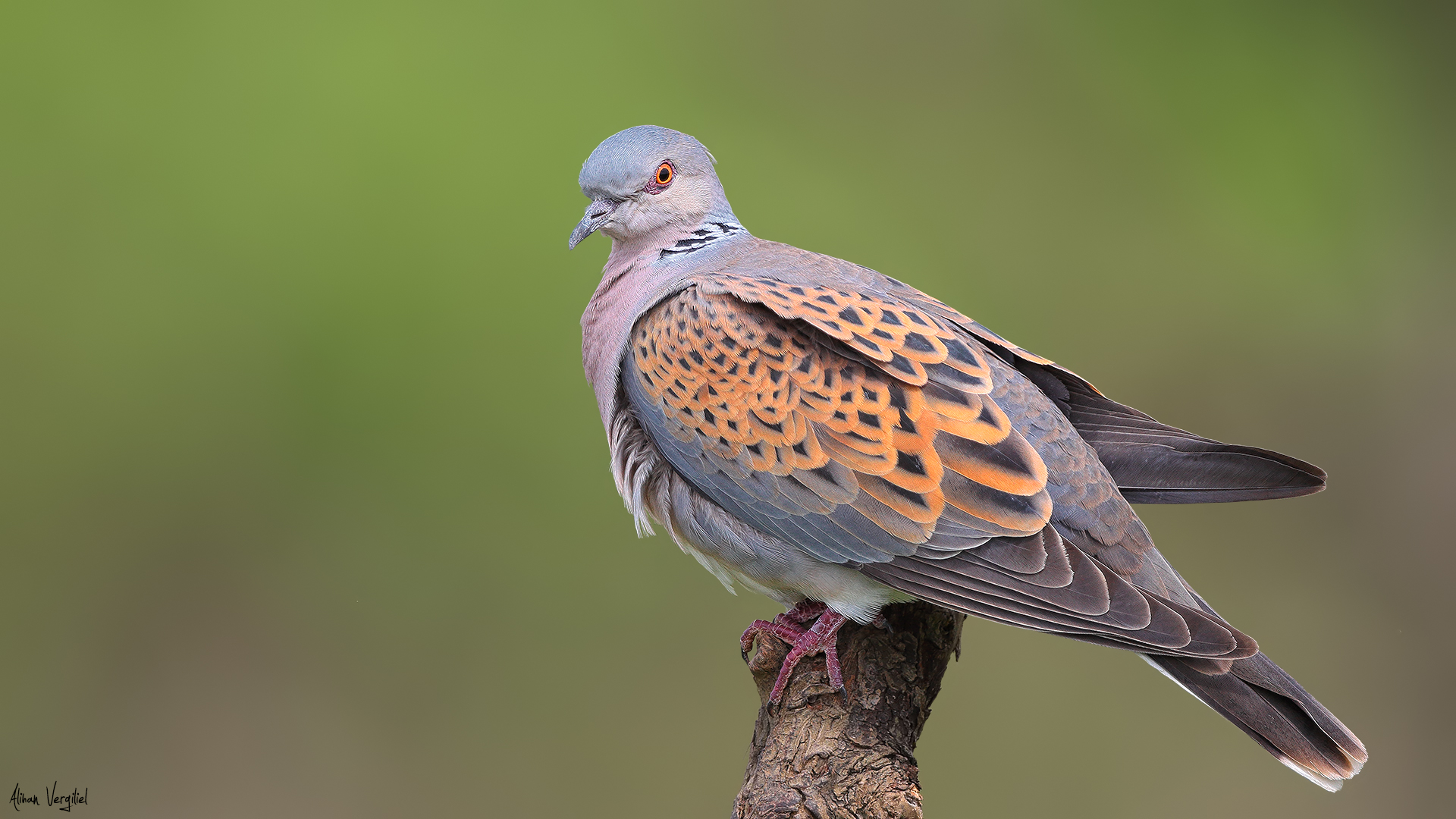 Üveyik » European Turtle Dove » Streptopelia turtur