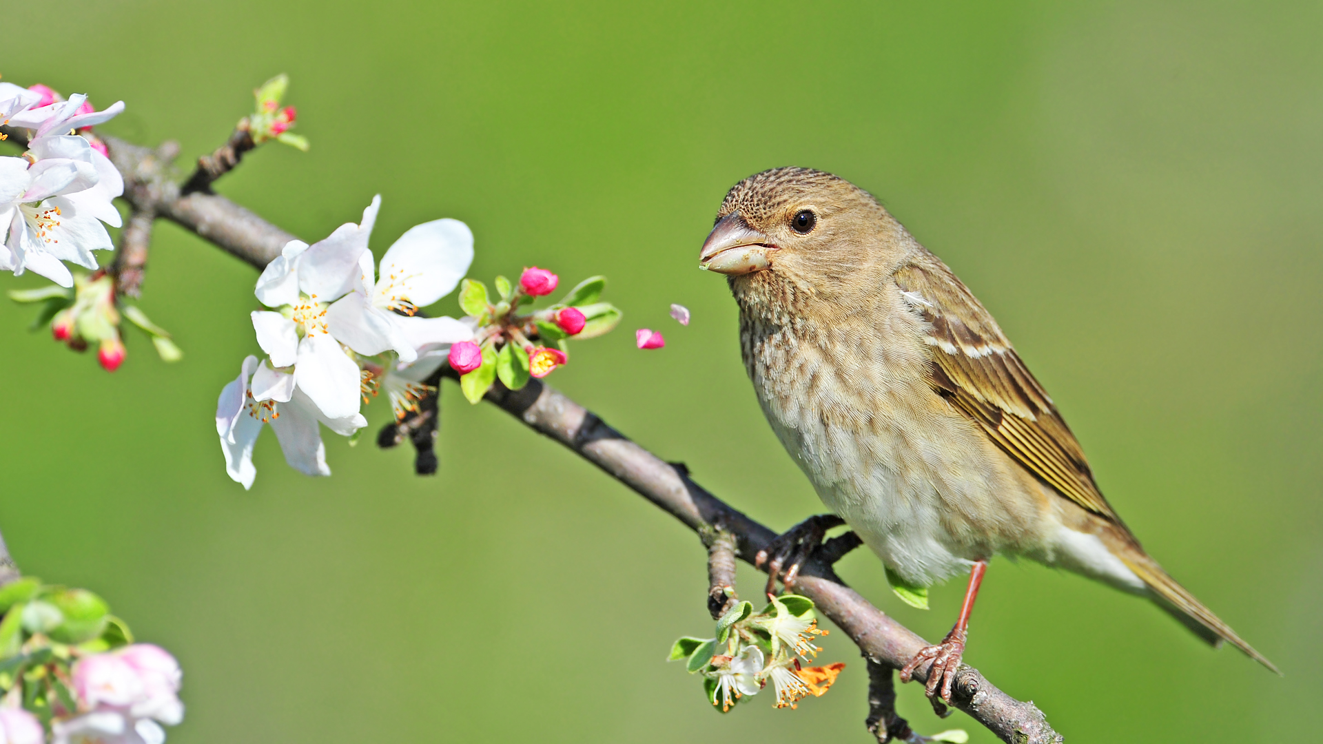 Çütre » Common Rosefinch » Carpodacus erythrinus