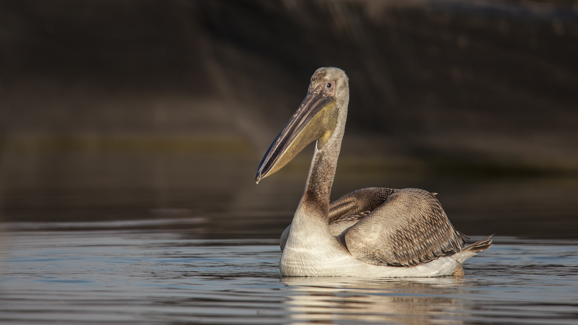 Ak pelikan » Great White Pelican » Pelecanus onocrotalus