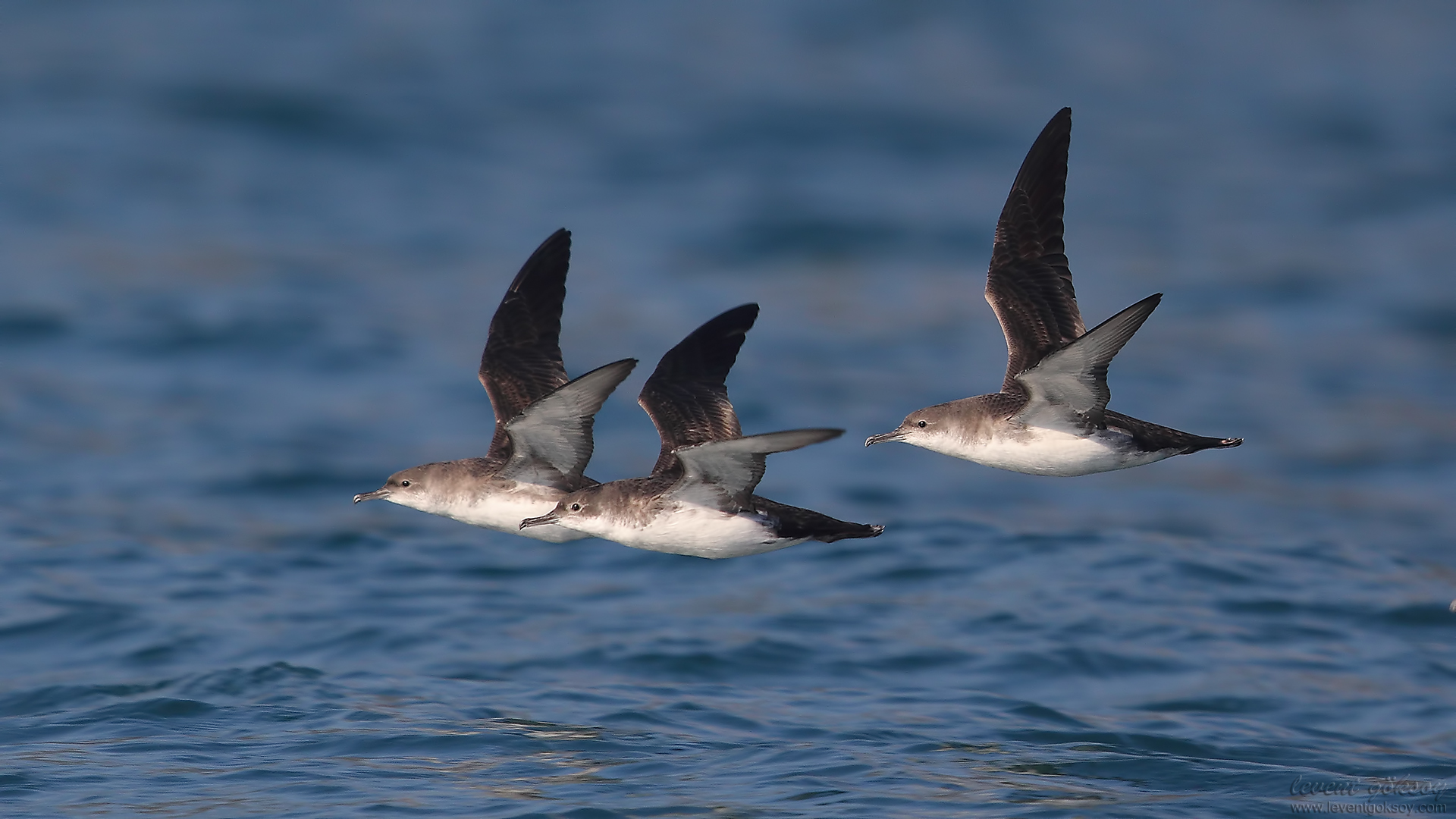 Yelkovan » Yelkouan Shearwater » Puffinus yelkouan
