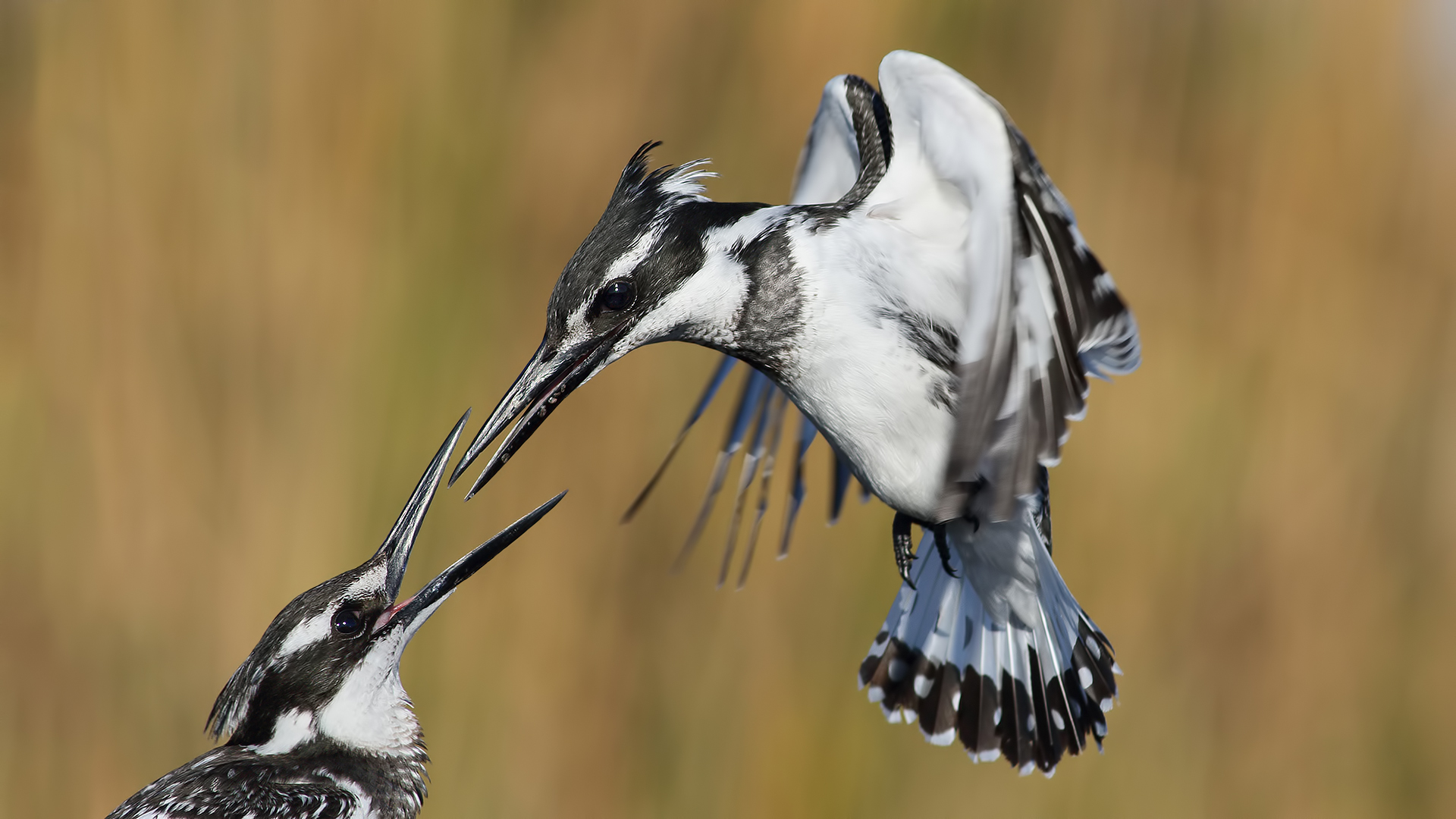 Alaca yalıçapkını » Pied Kingfisher » Ceryle rudis