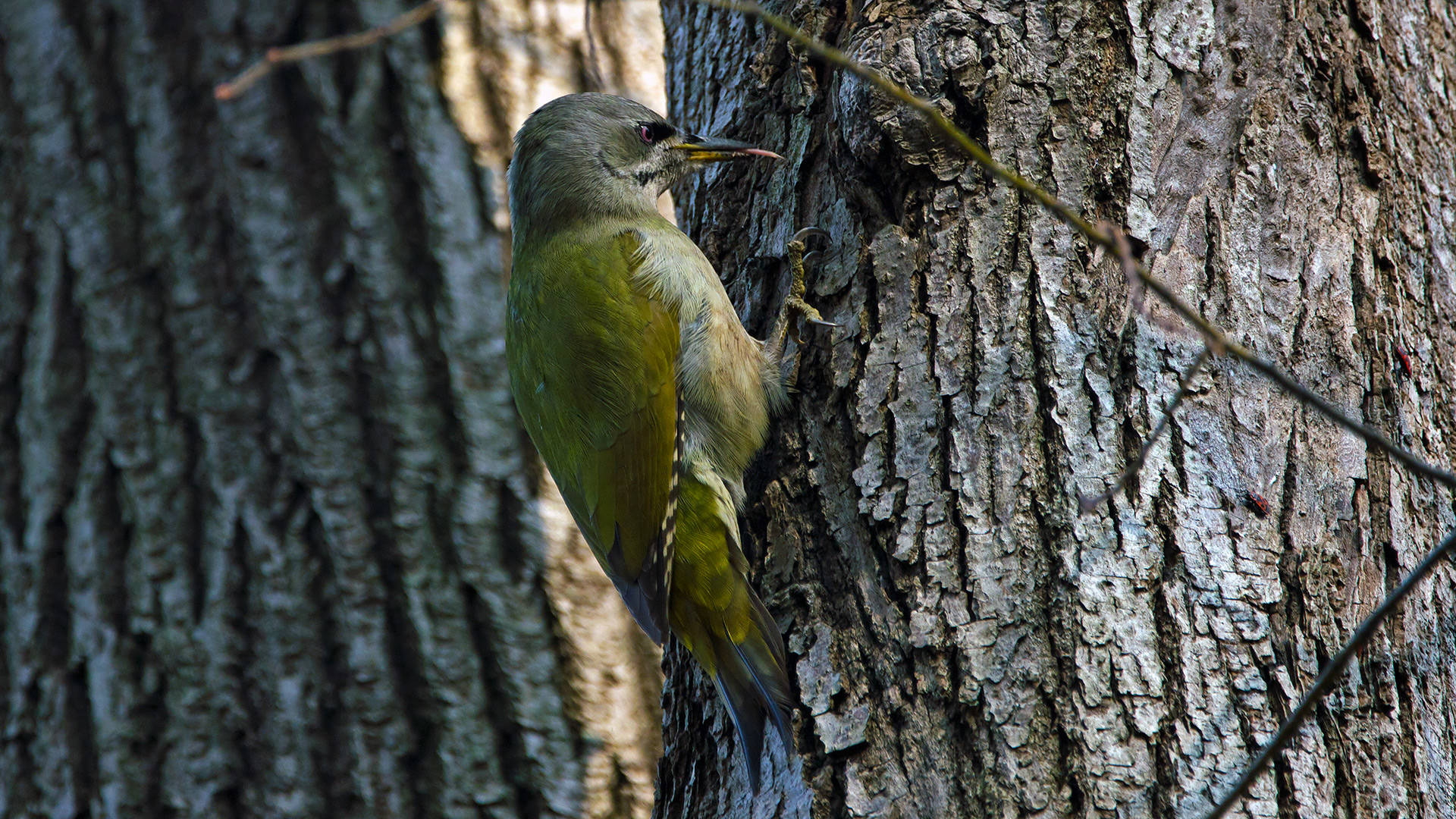 Küçük yeşil ağaçkakan » Grey-headed Woodpecker » Picus canus