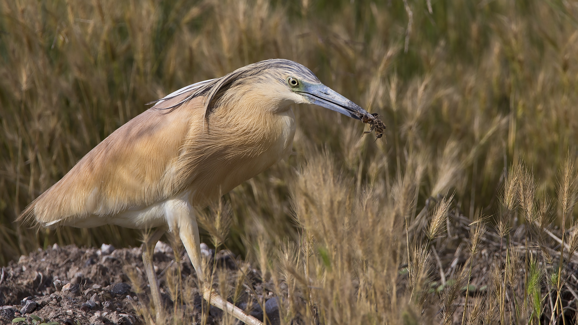 Alaca balıkçıl » Squacco Heron » Ardeola ralloides