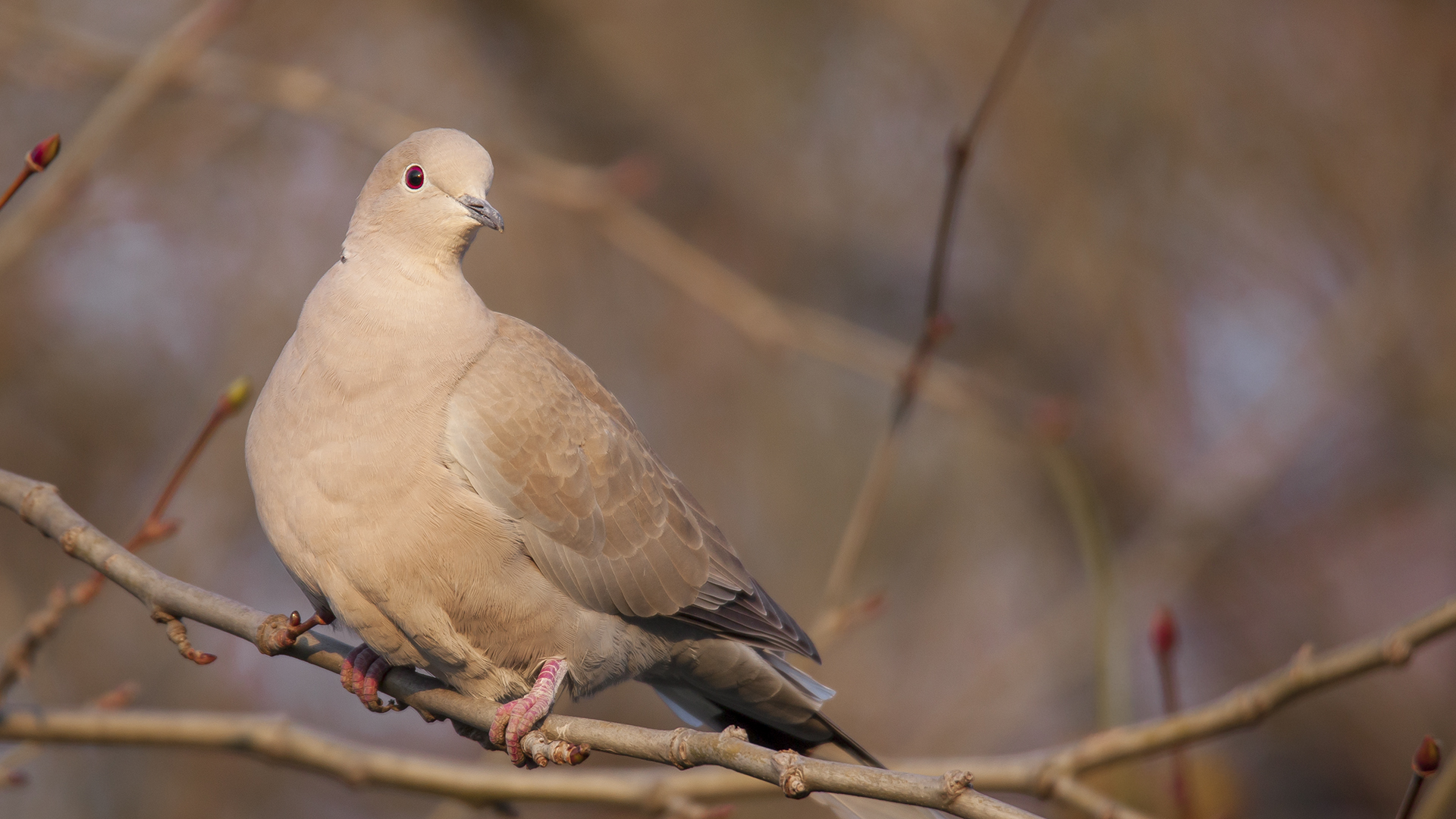 Kumru » Eurasian Collared Dove » Streptopelia decaocto