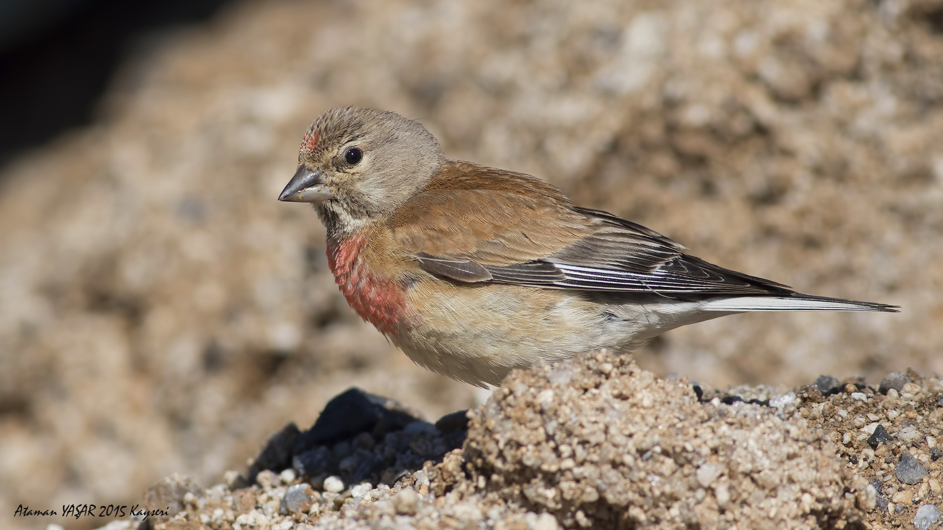 Ketenkuşu » Common Linnet » Linaria cannabina