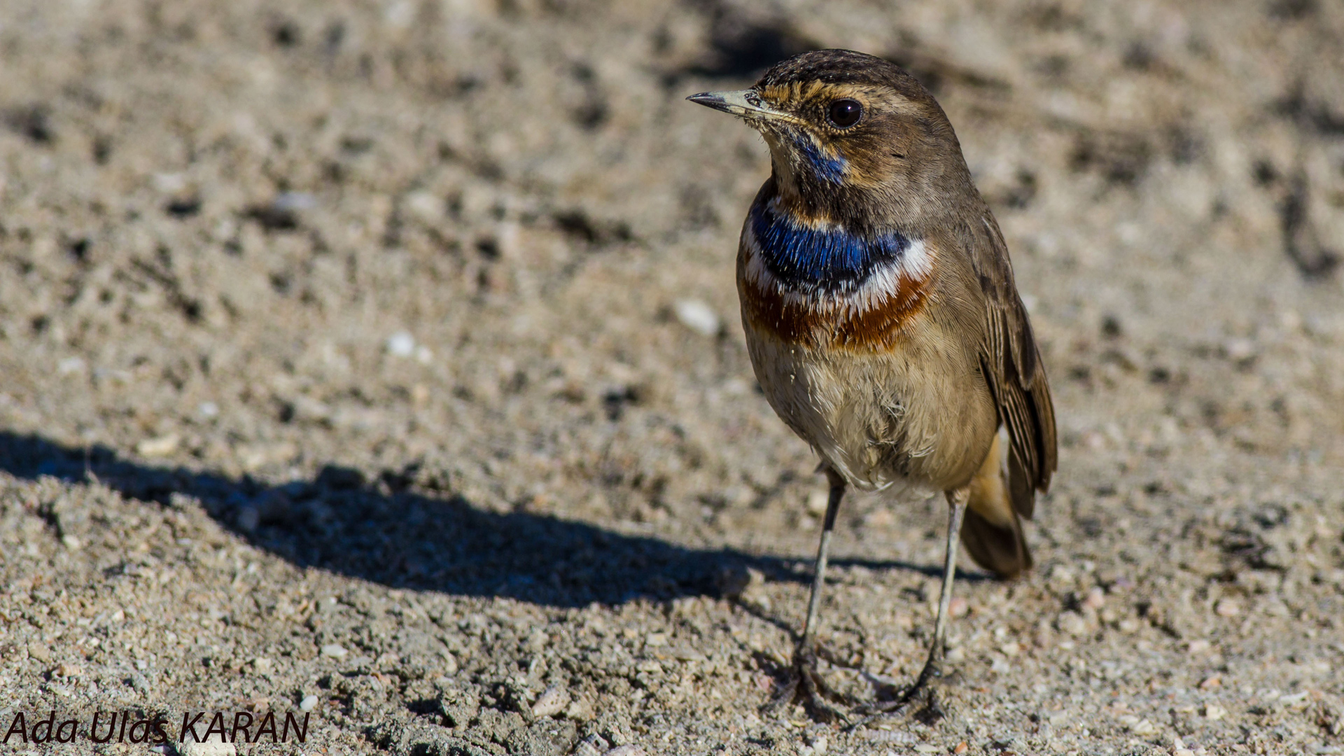 Mavigerdan » Bluethroat » Luscinia svecica