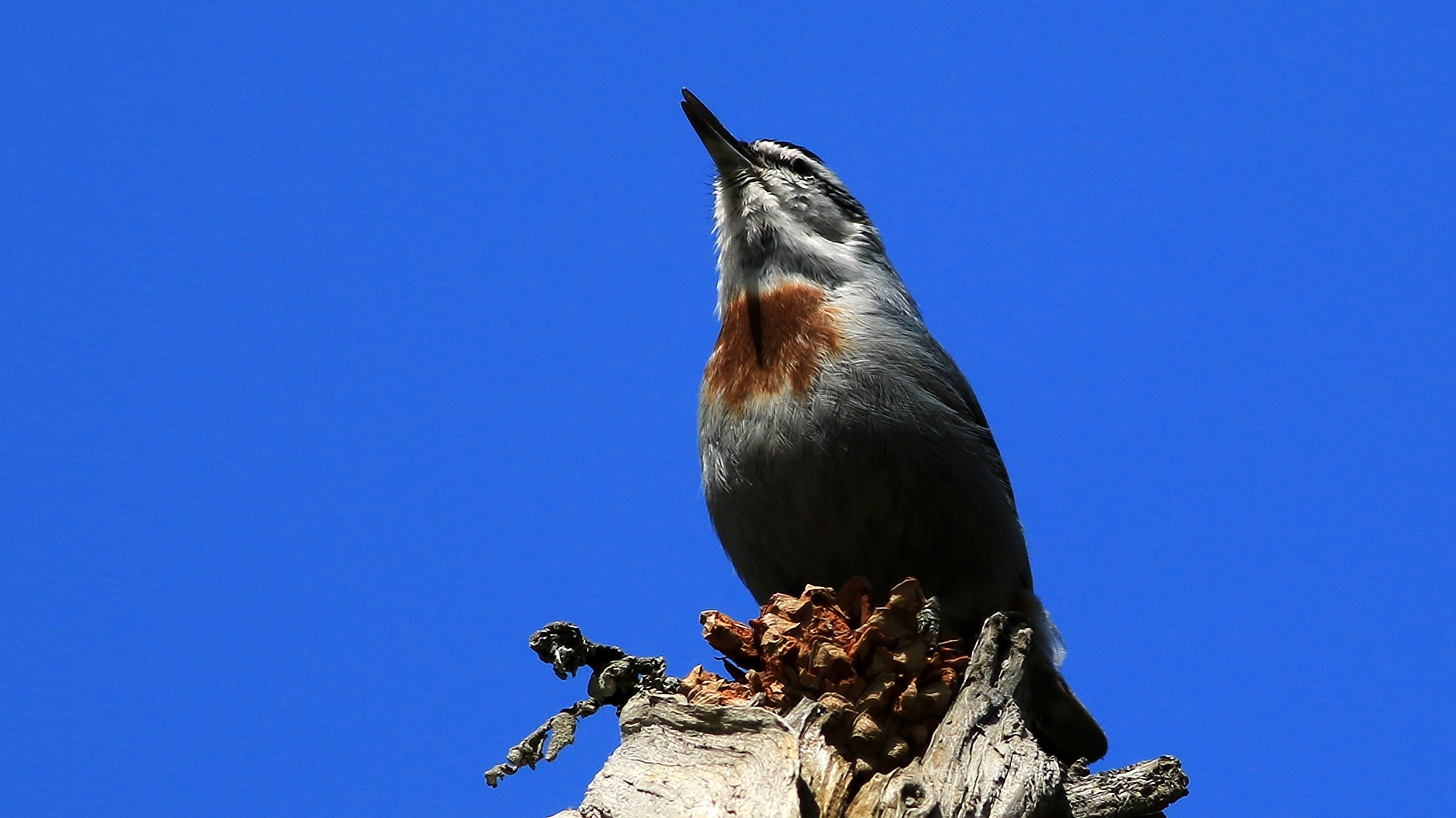 Anadolu sıvacısı » Krüper`s Nuthatch » Sitta krueperi