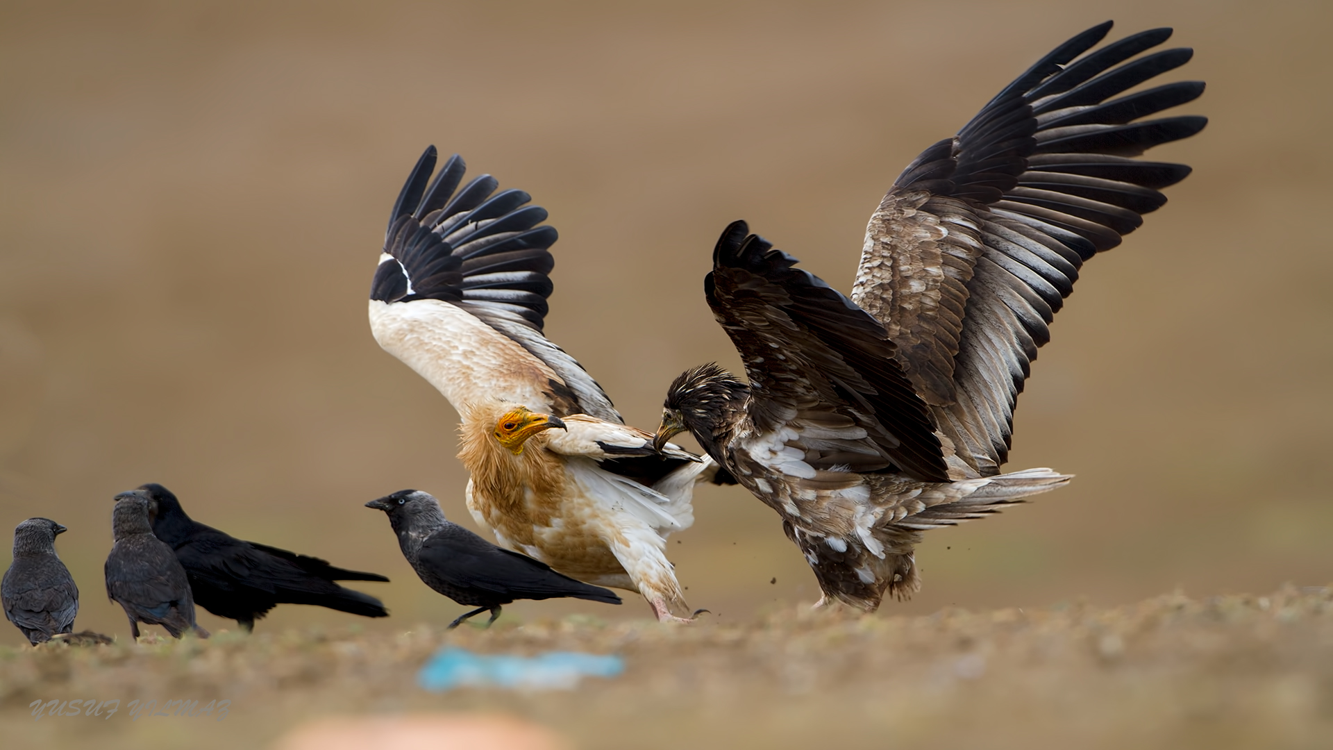 Küçük akbaba » Egyptian Vulture » Neophron percnopterus
