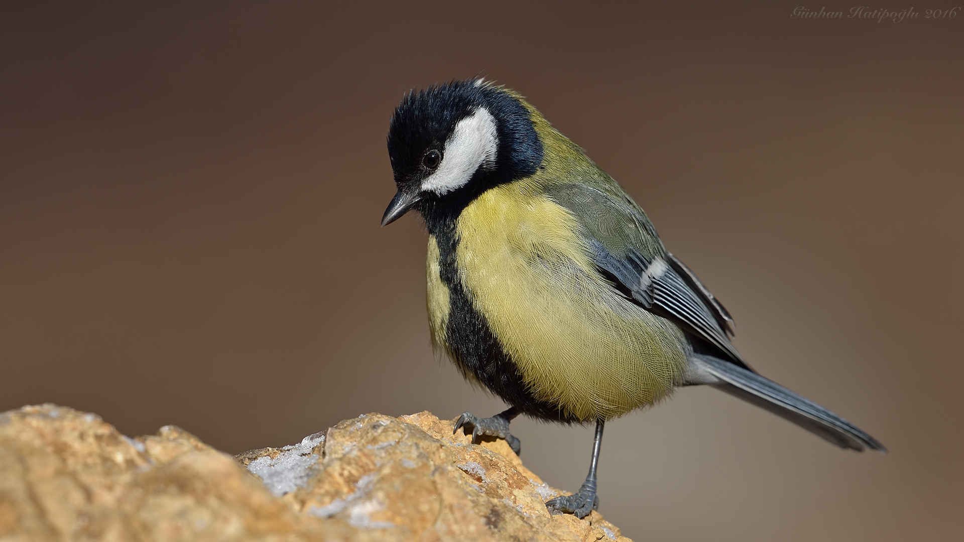 Büyük baştankara » Great Tit » Parus major