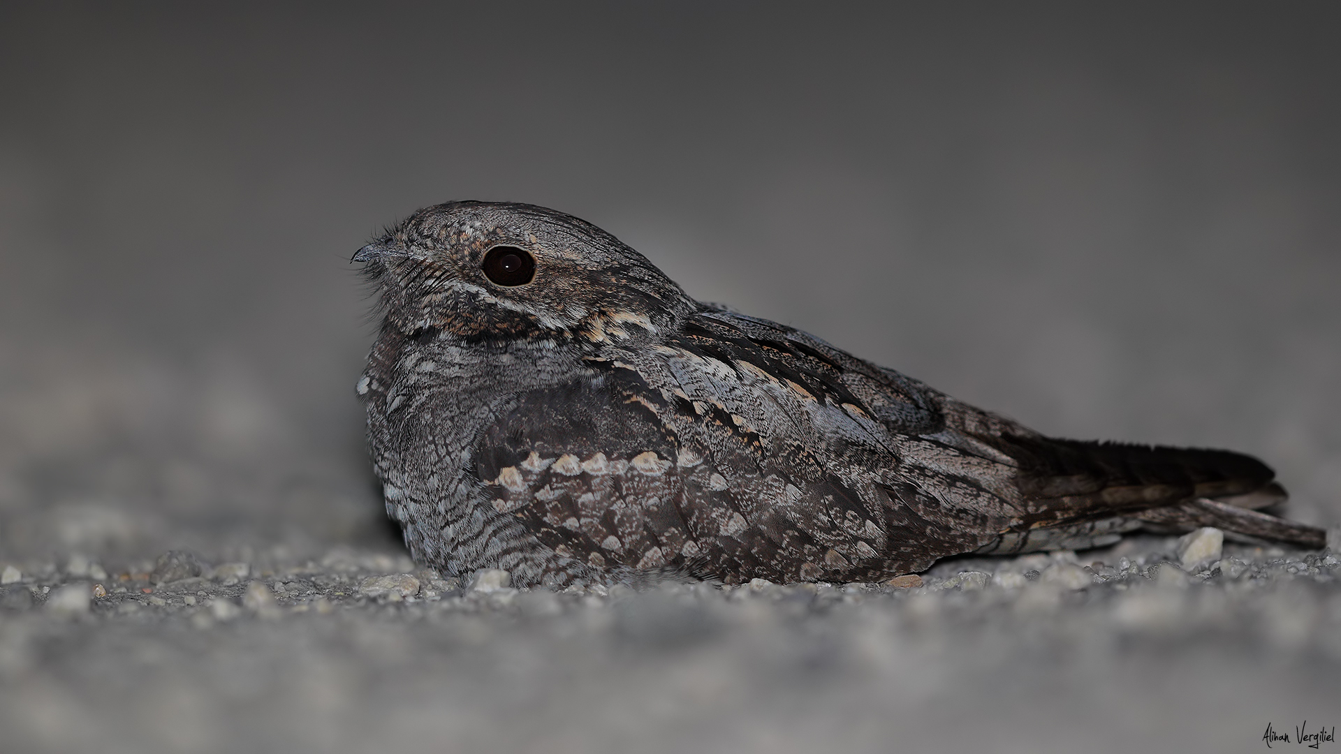 Çobanaldatan » European Nightjar » Caprimulgus europaeus
