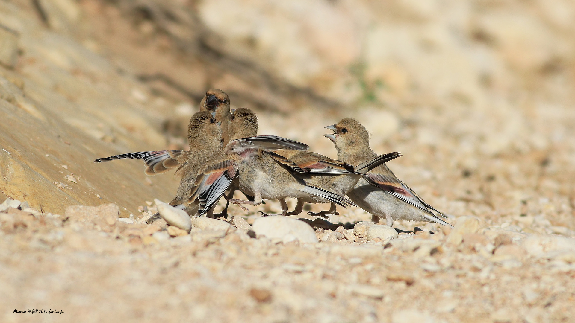 Boz alamecek » Desert Finch » Rhodospiza obsoleta