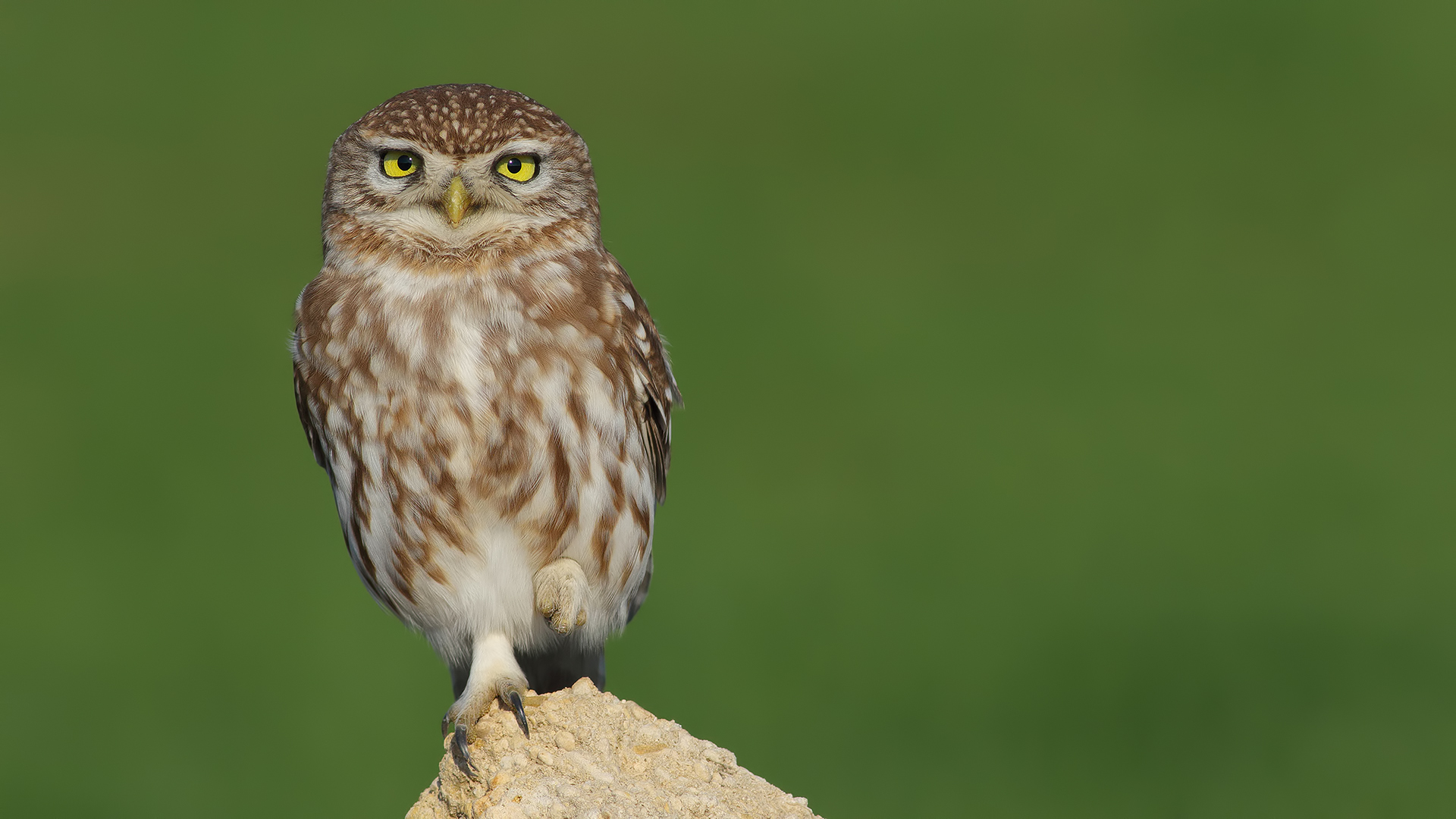 Kukumav » Little Owl » Athene noctua