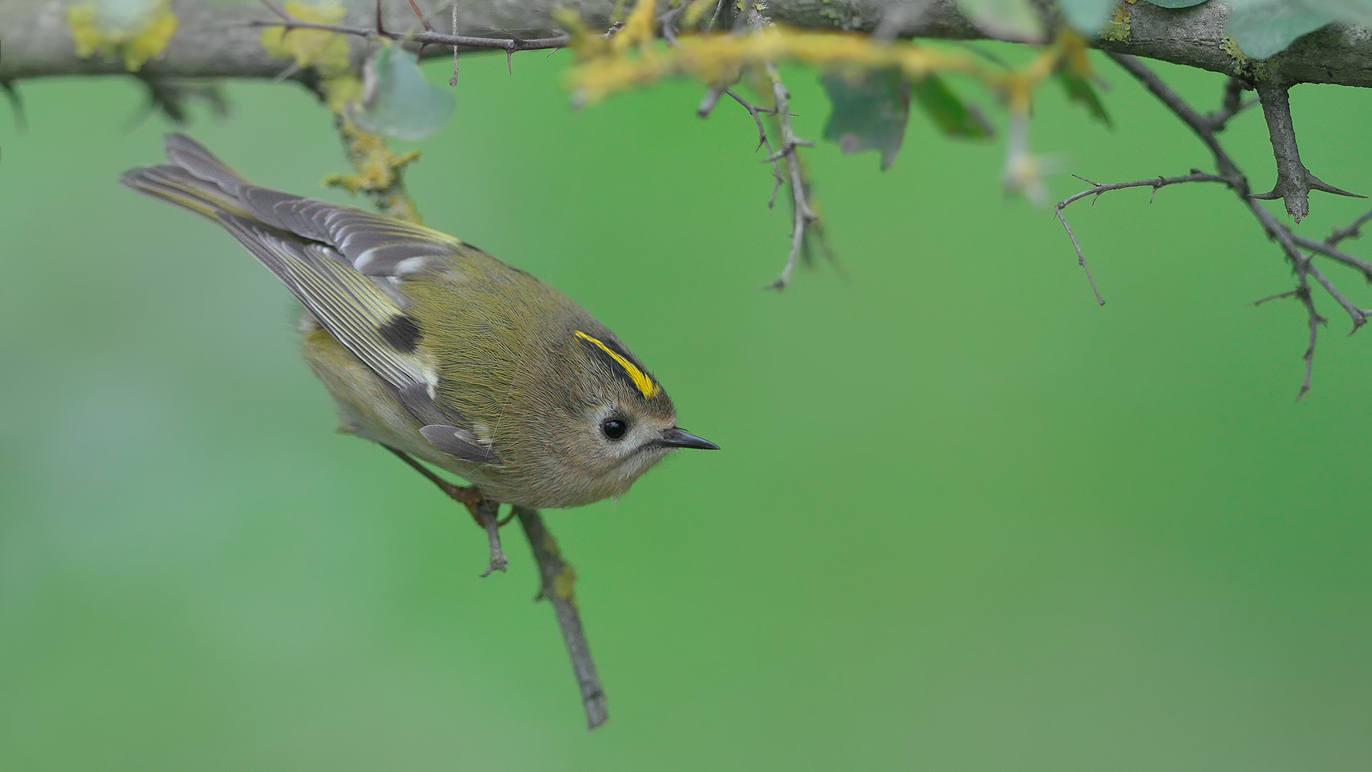 Çalıkuşu » Goldcrest » Regulus regulus 
