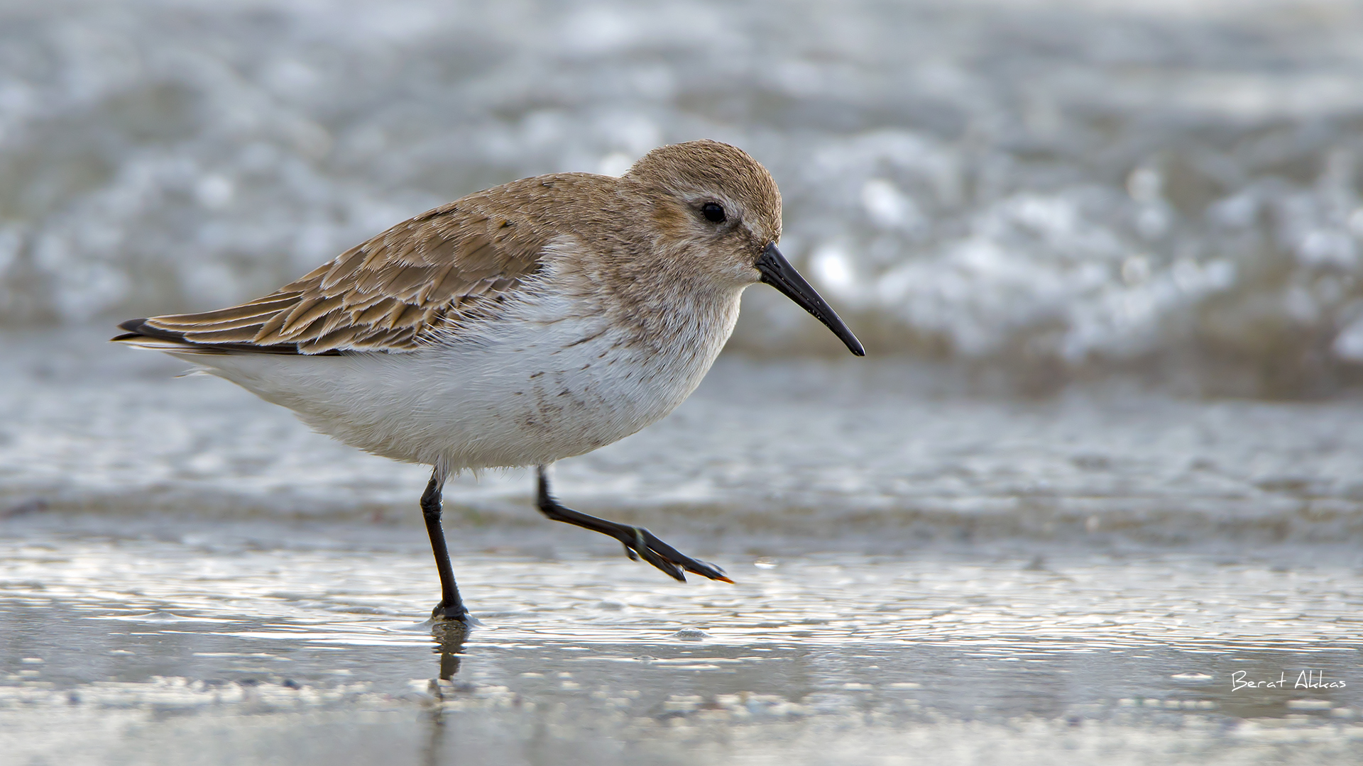 Karakarınlı kumkuşu » Dunlin » Calidris alpina
