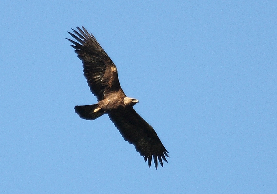 Kaya kartalı