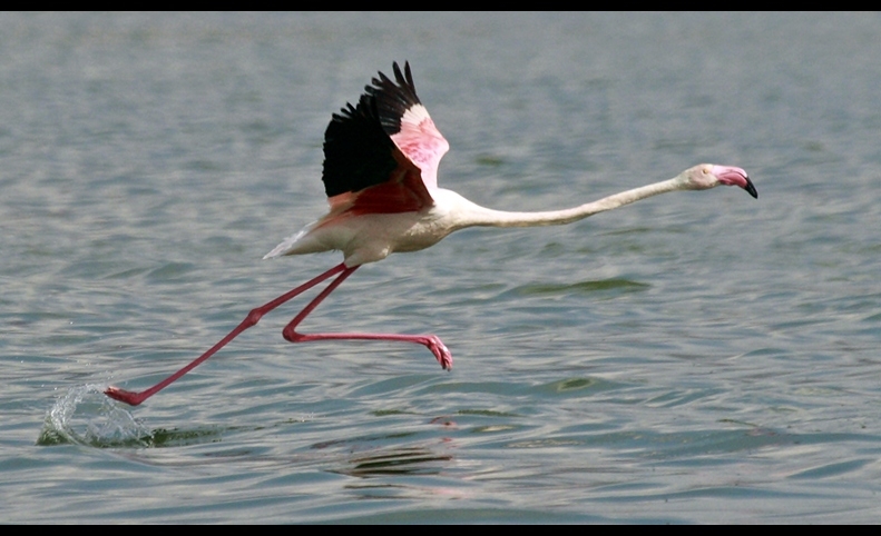 Flamingo