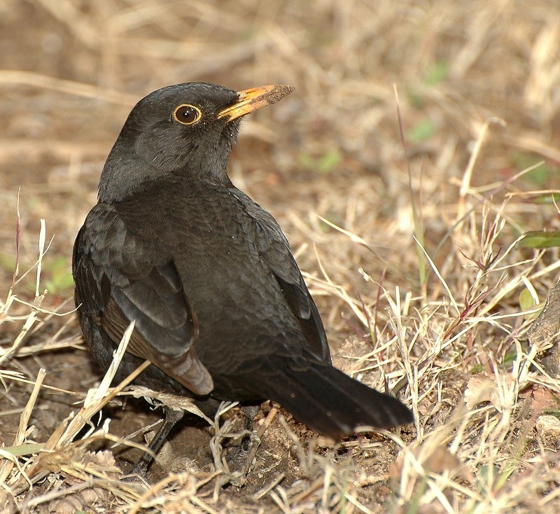 Karatavuk