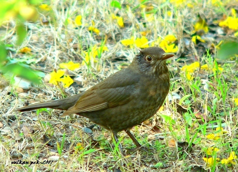 Karatavuk