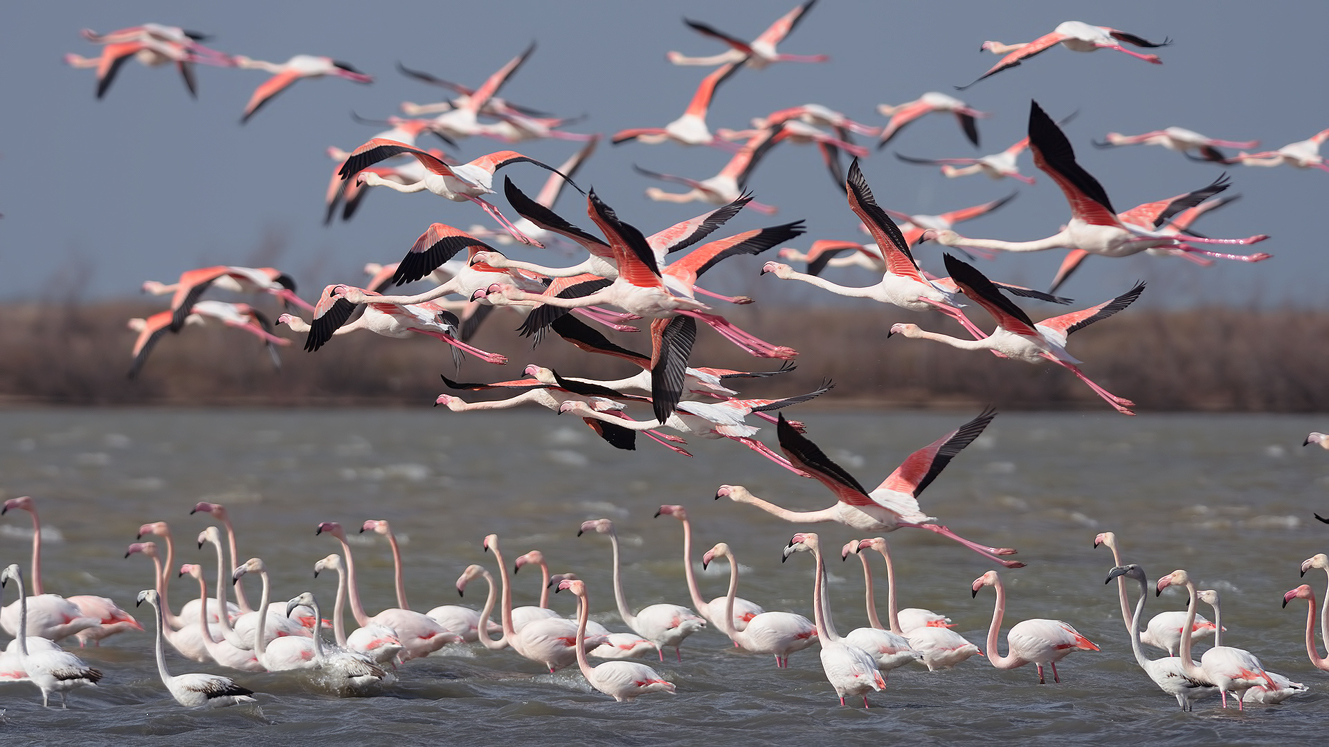 Flamingo